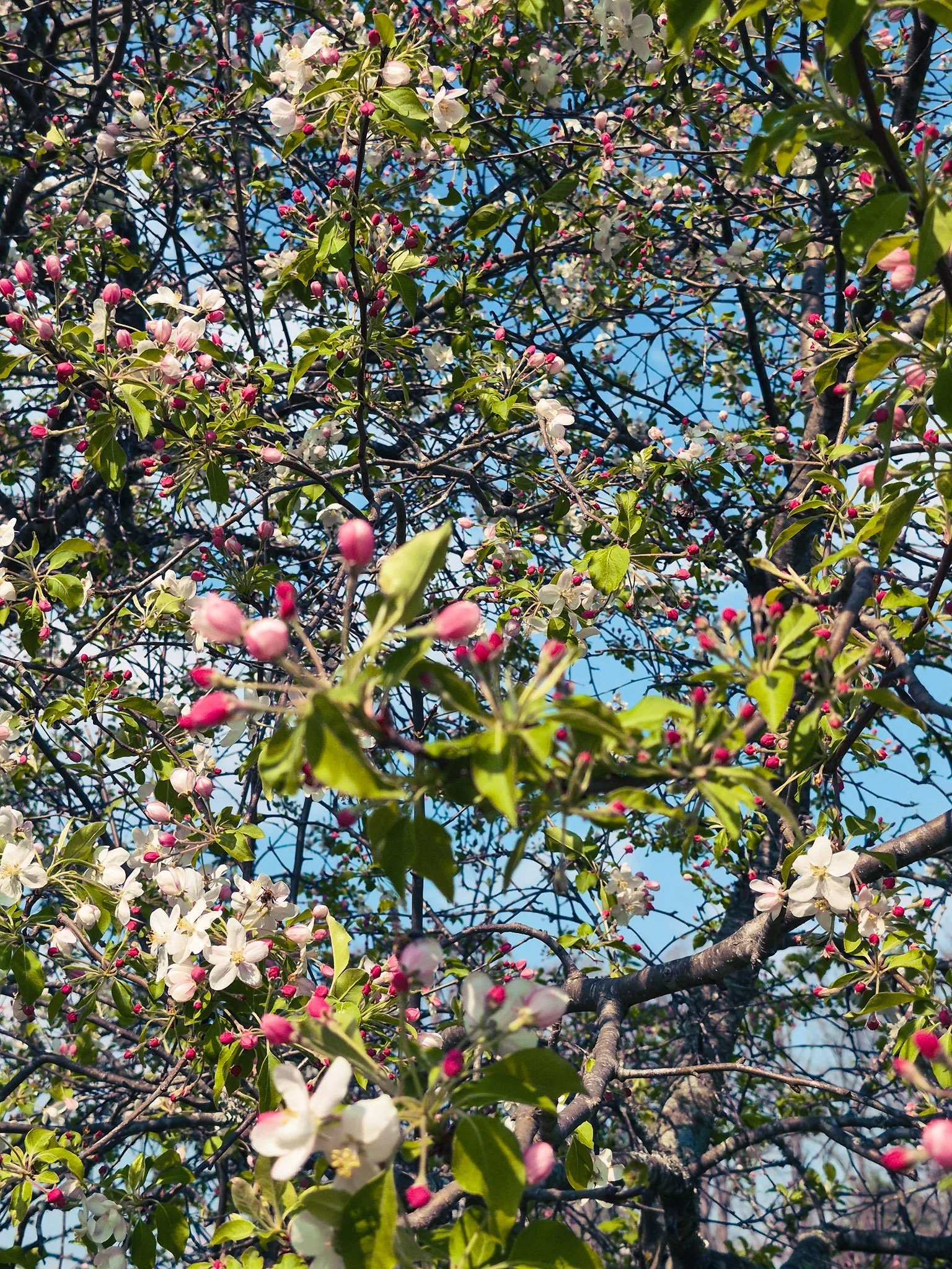 a close up and a blooming crab apple tree taken from underneath so the branches and blooms fill the photo frame