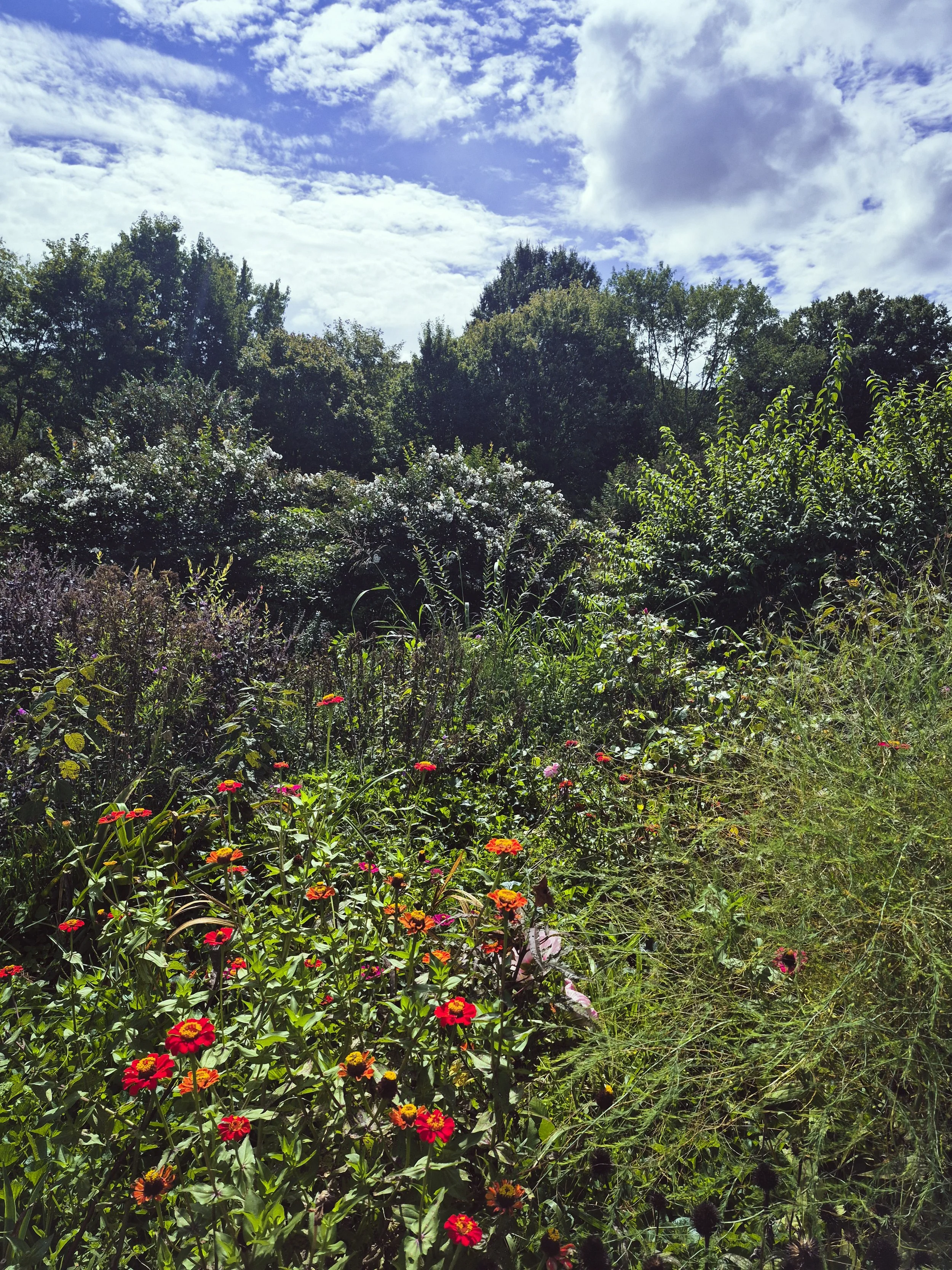 Late-summer garden filled with zinnias, wildflowers, grasses, and green foliage beneath a partly cloudy sky.