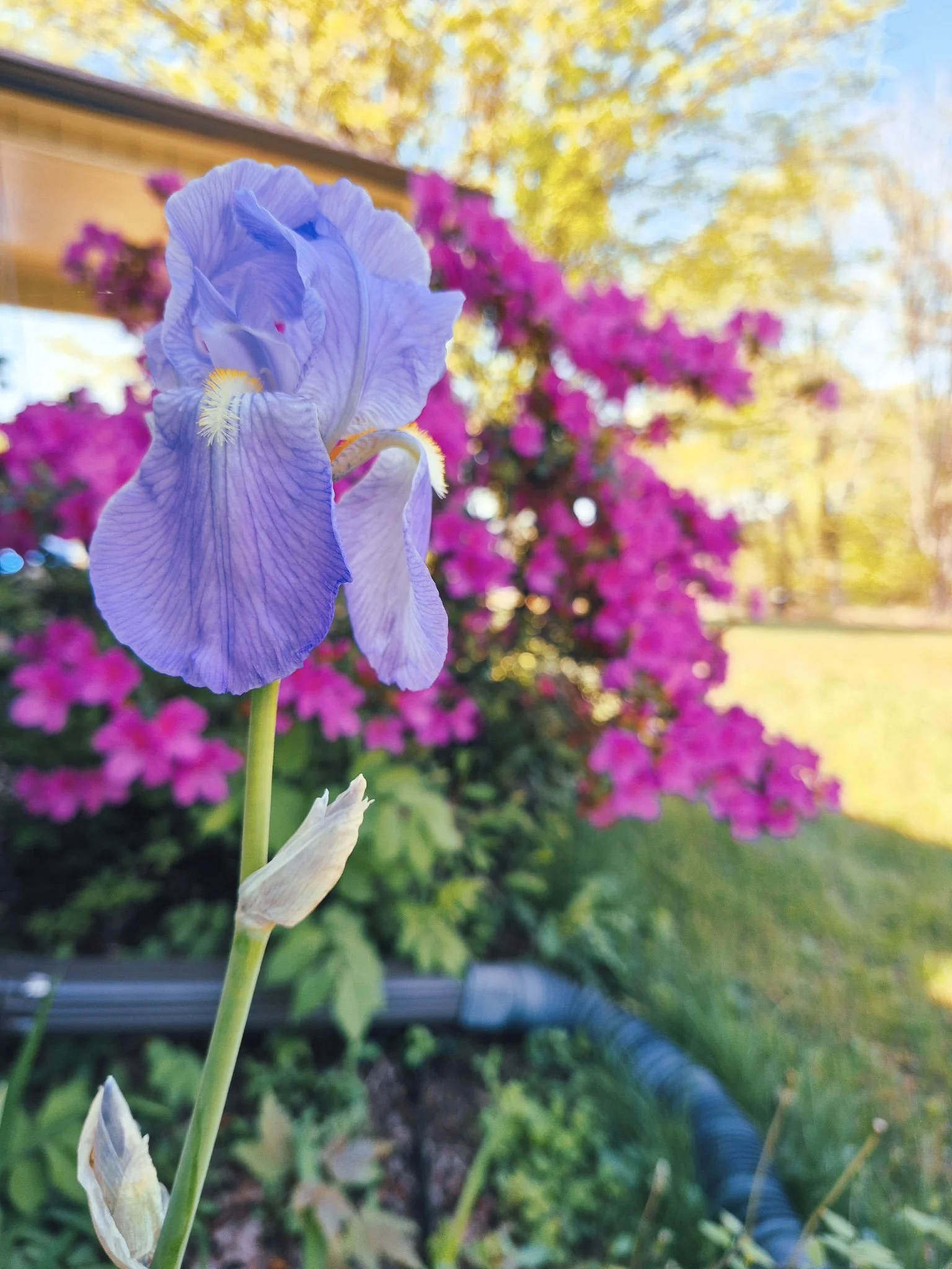 a cozy garden photo of a lavender iris blooming in front of a bright pink azalea bush bursting with neon blooms
