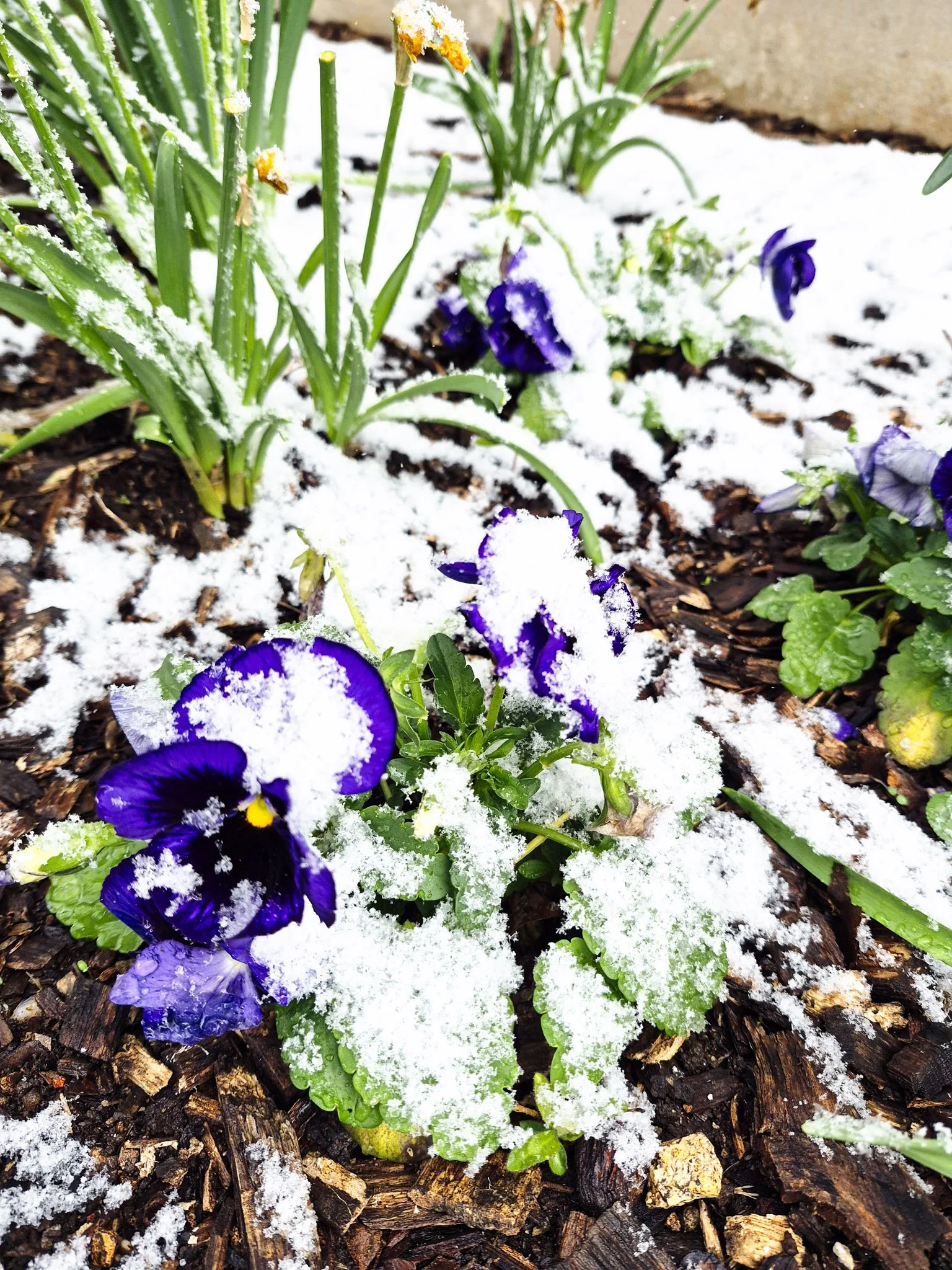image of a flowerbed containing snow covered violets