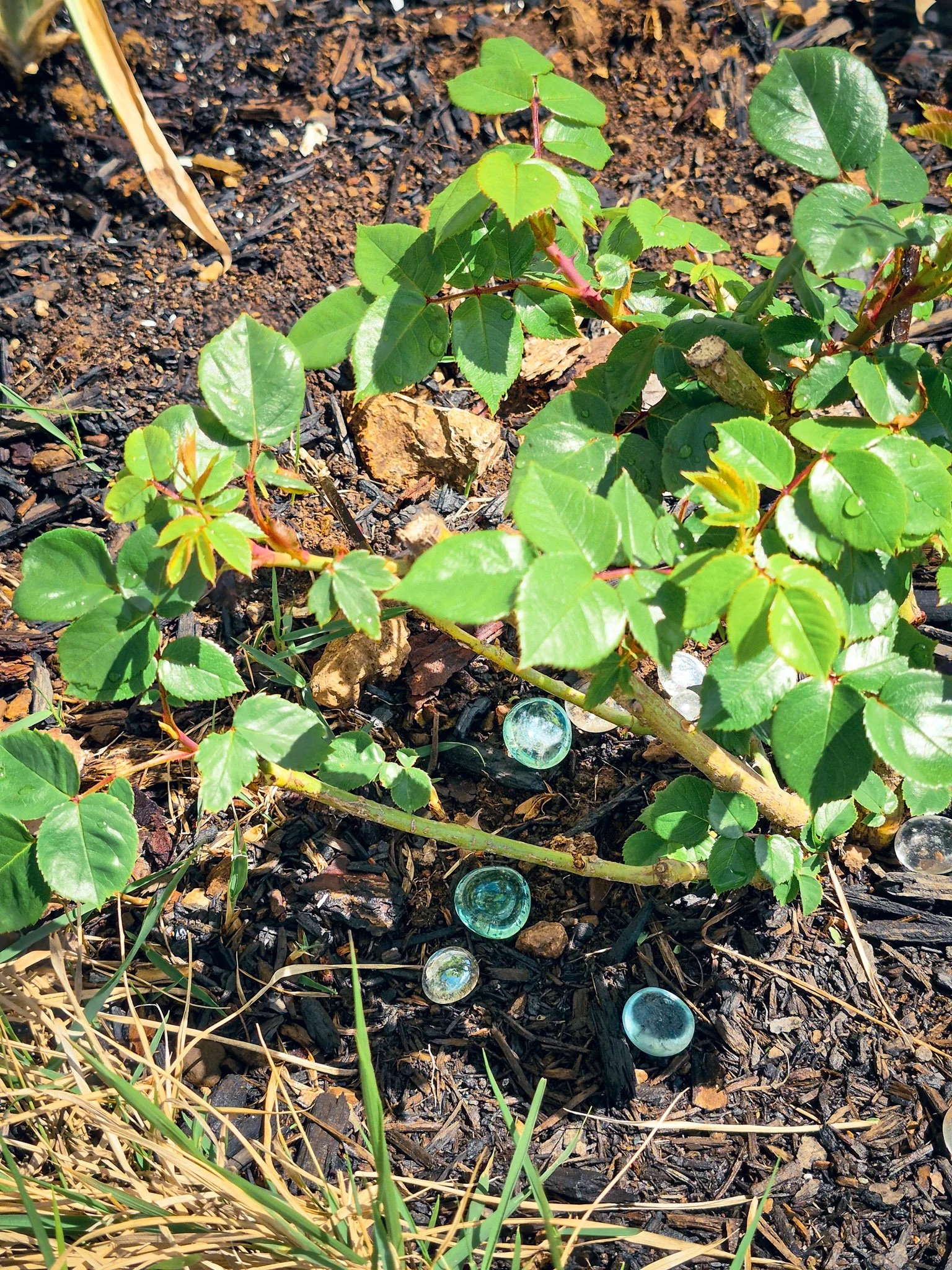 image of a newly sprouted climbing rose with some glass gemstones offered at the base below by hopeful children with big hearts and green thumbs