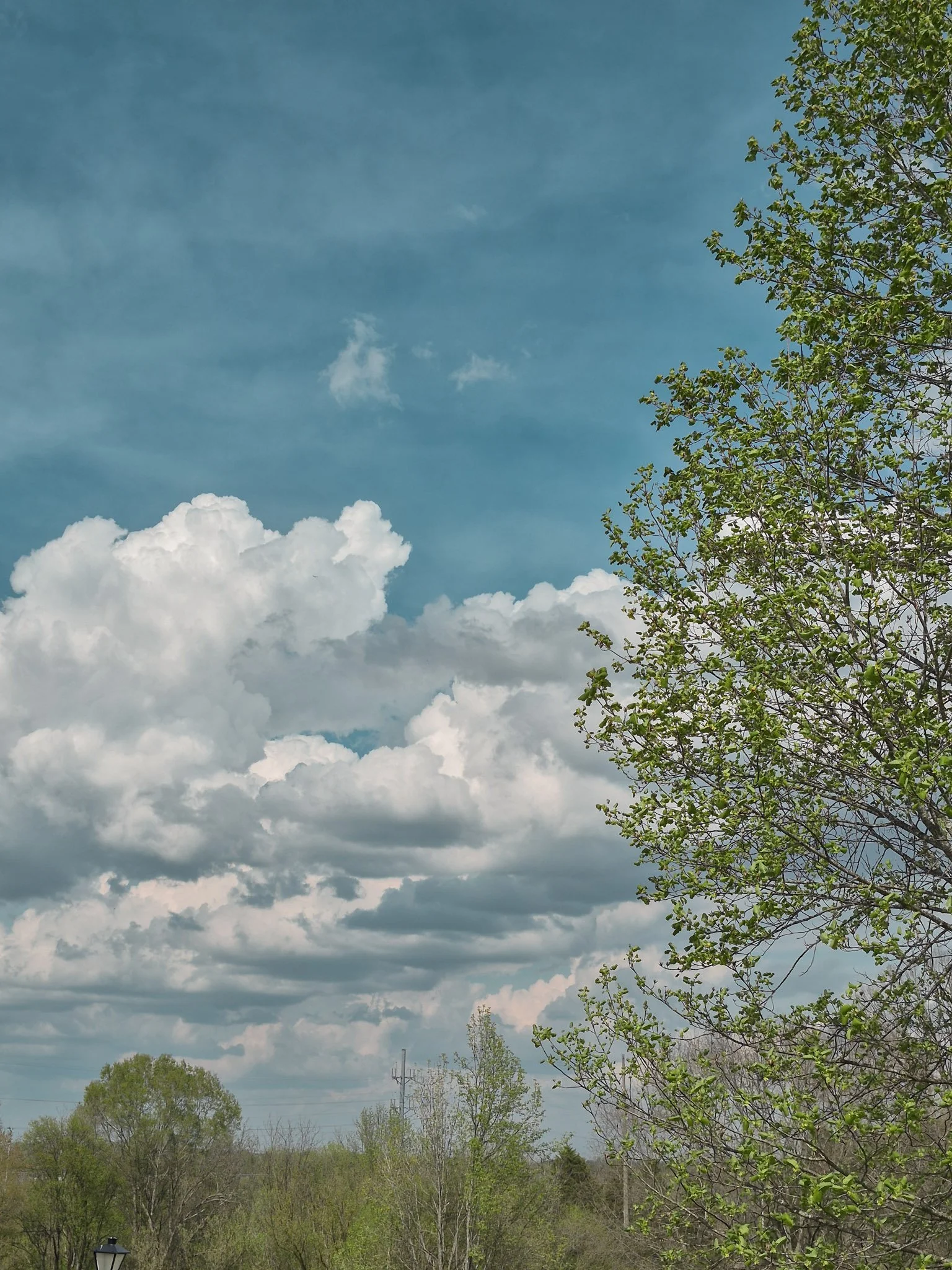 a bright spring sky in tennessee with fluffy clouds and newly leafed pale green trees