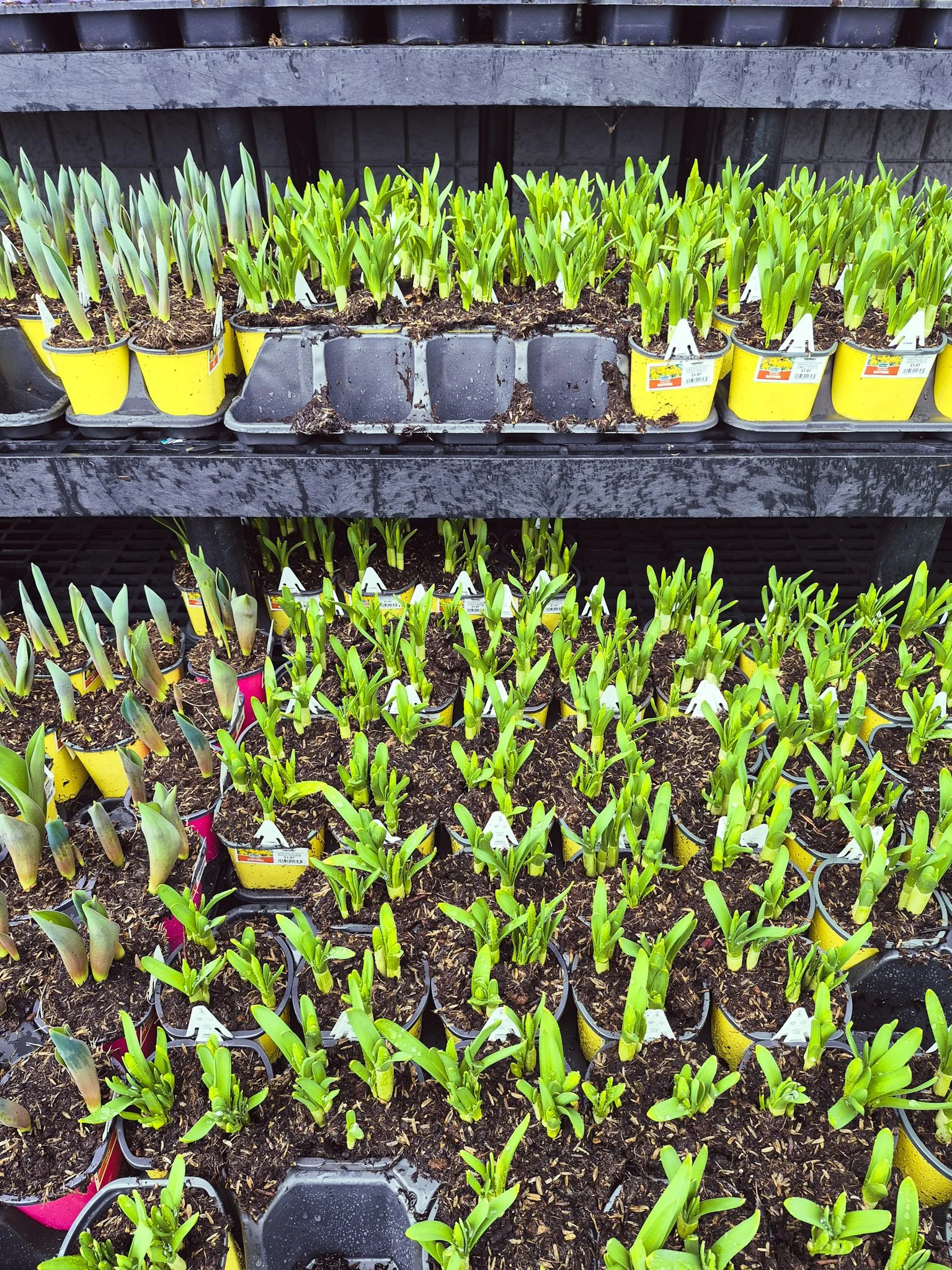 rows and rows of daffodil starts at the nursery