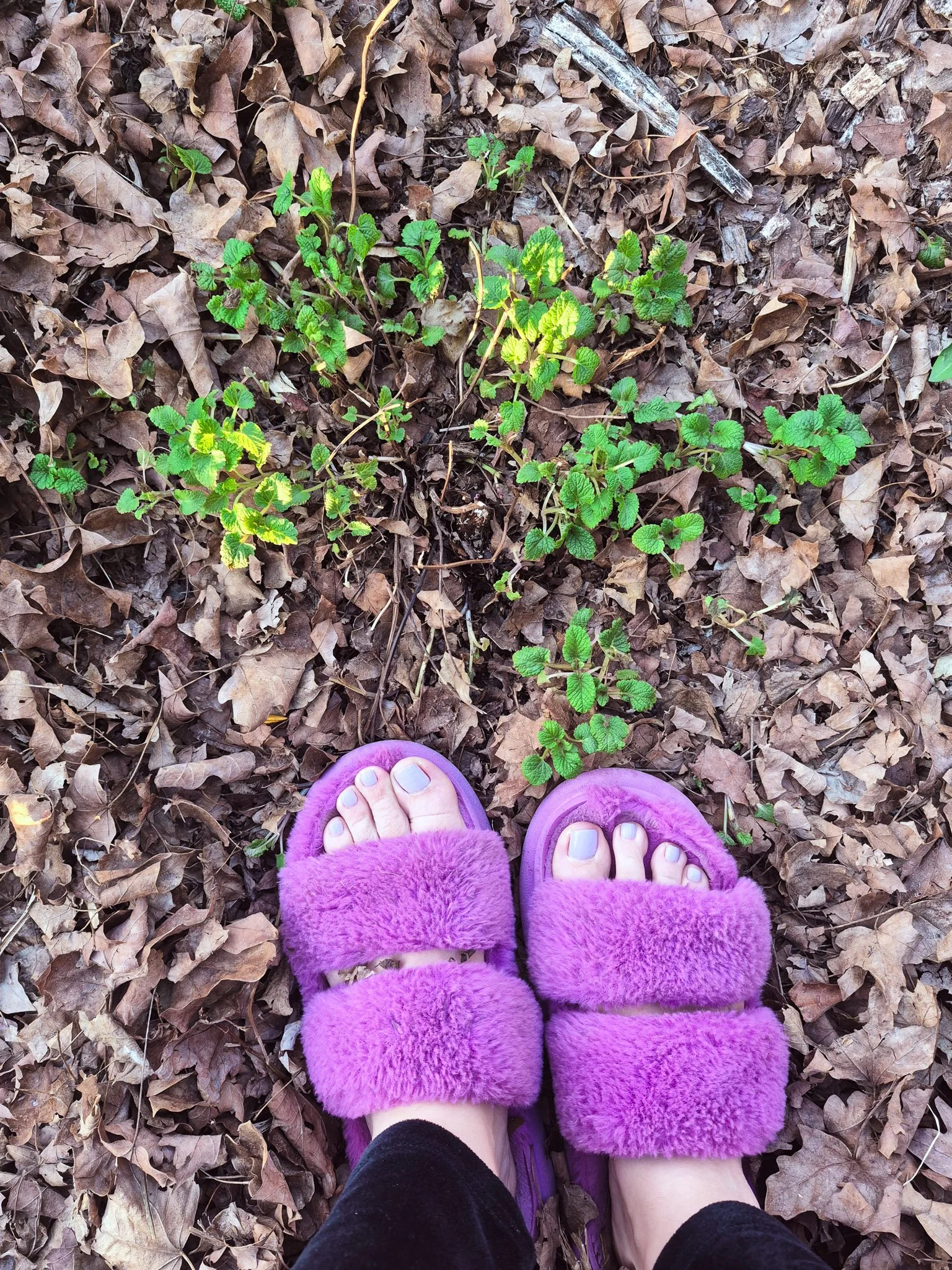 an overhead image of a bright green newly awakened lemon balm plant peeking through the brown leaf mulch of Winter along with the artist's fresh lavender pedicure in furry purple house slippers