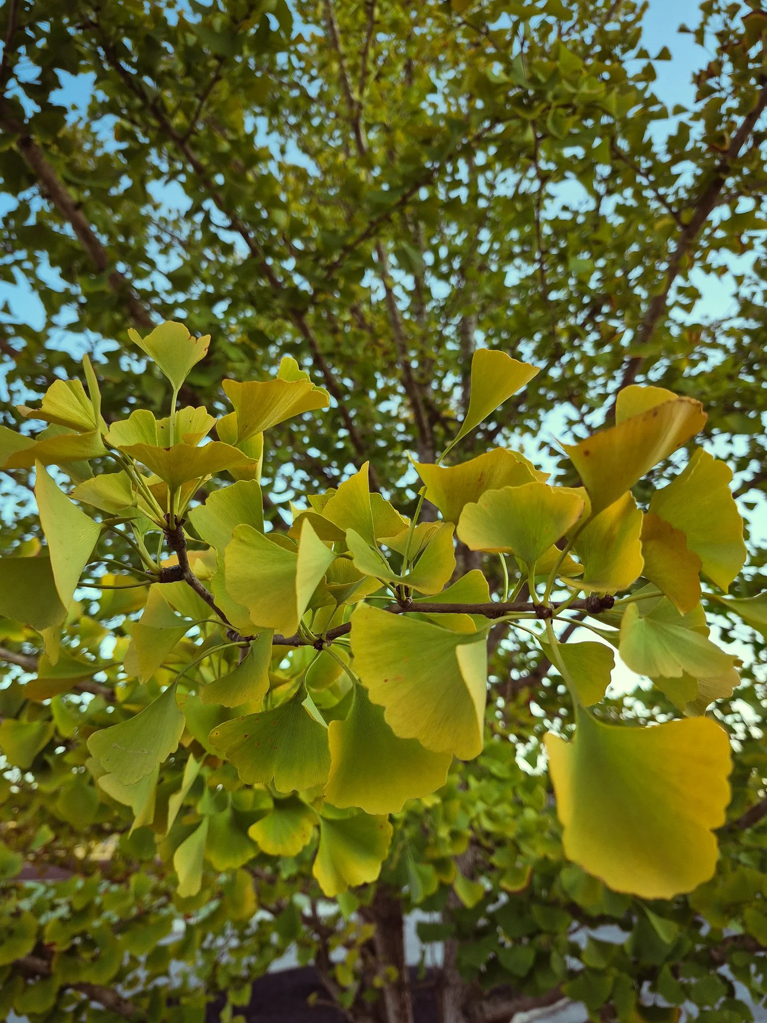 Golden ginkgo leaves glowing against a green leafy canopy and blue autumn sky.