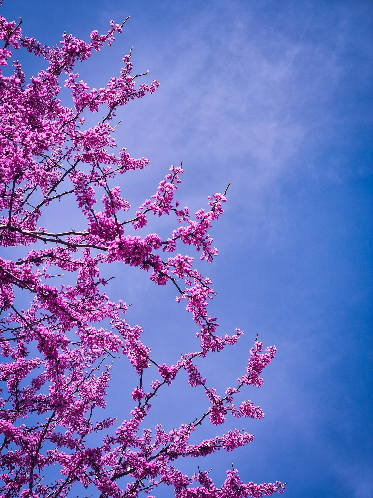 a bright pink eastern red bud in full bloom against a rich, clear, blue sky