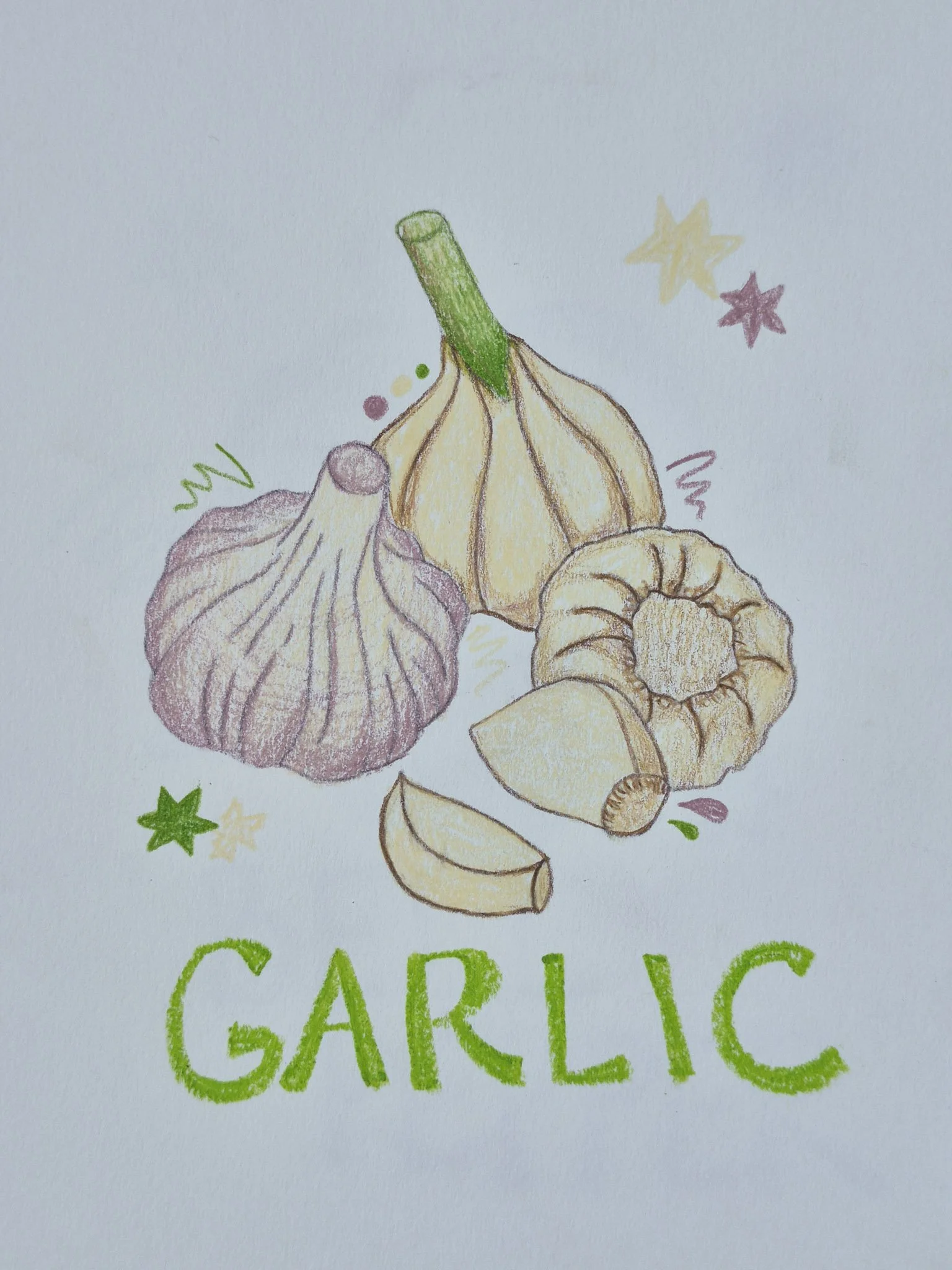 full view of 75 art challenge garlic illustration using colored pencils and water pastels