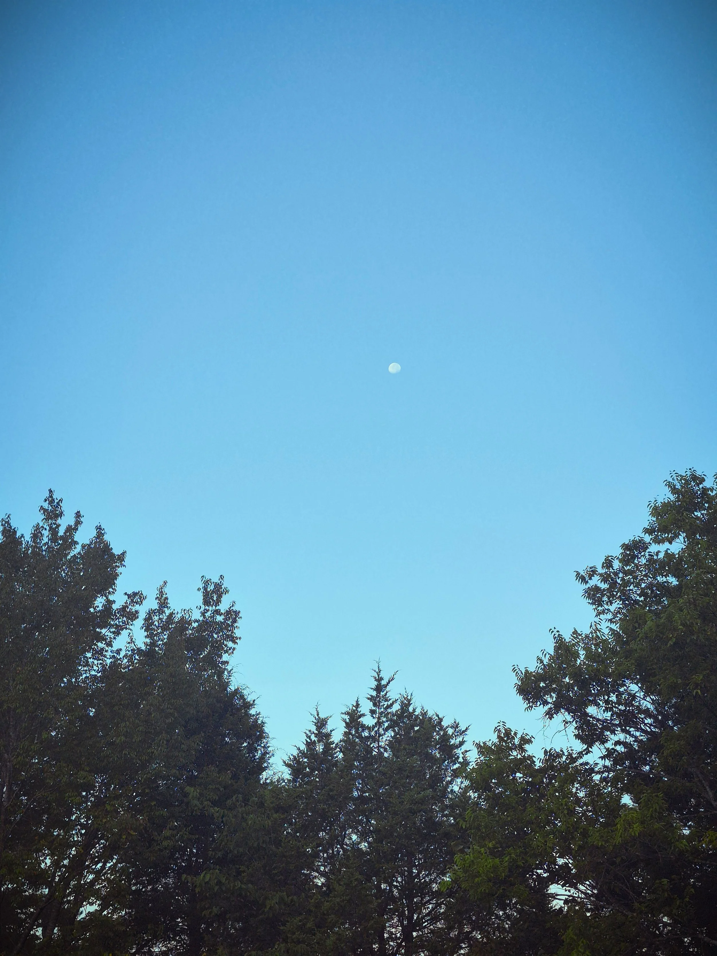 A small pale moon visible in a clear blue daytime sky above the tops of trees.