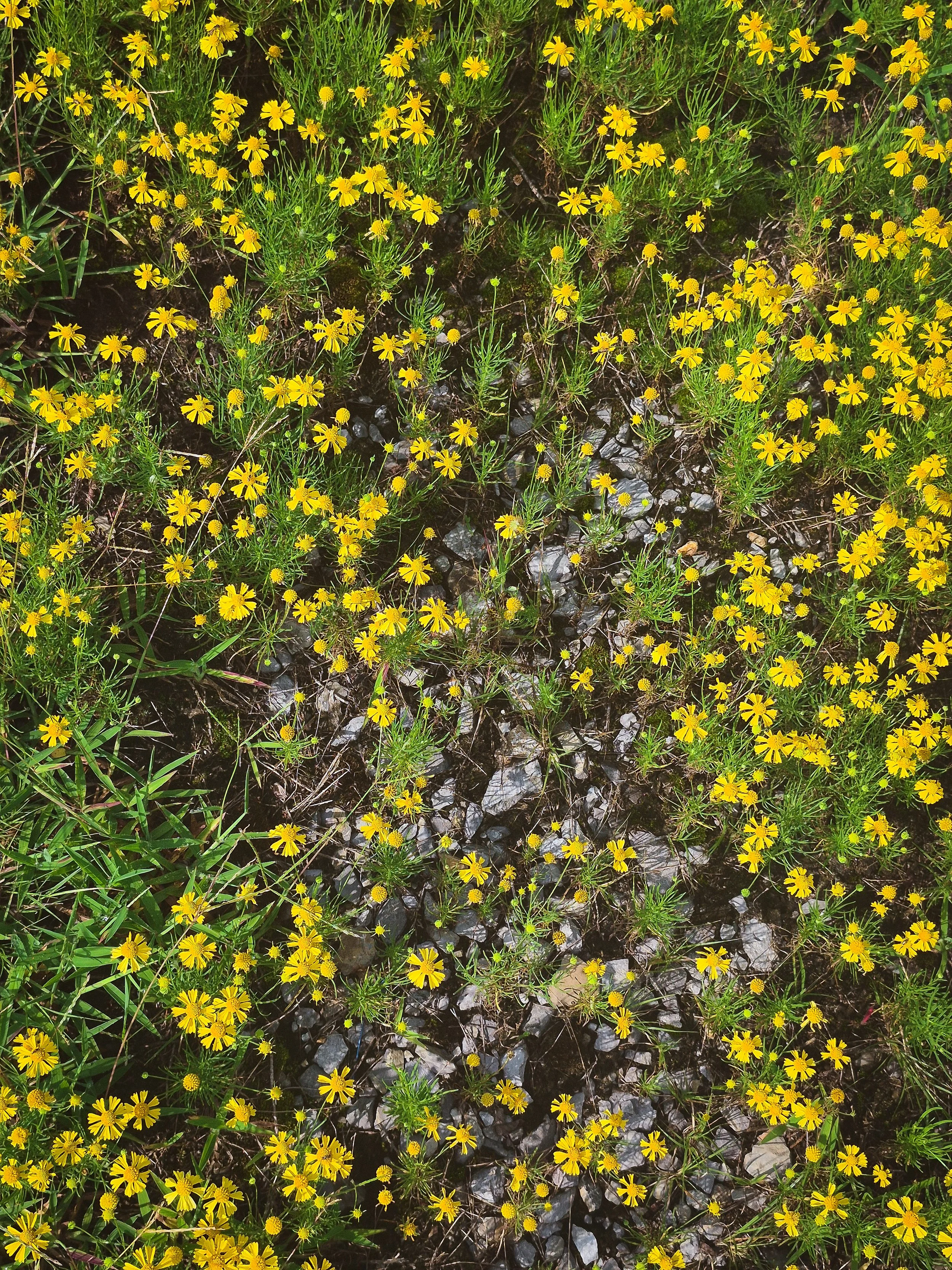 A field of small yellow wildflowers growing among green grasses, dark soil, and scattered gray stones.