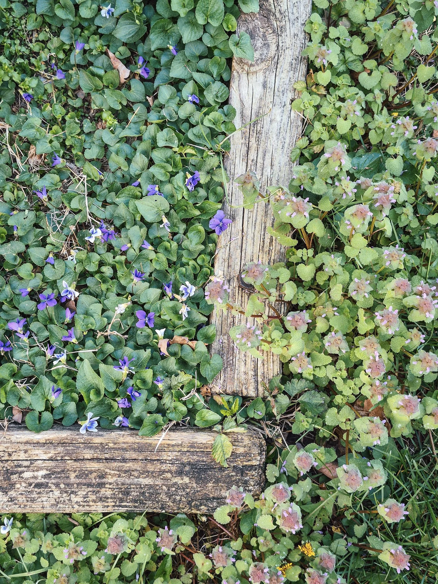 overhead image of a flowerbed filled to the brim with wild violets and on just the other side of the bed's edge is a lush growth of purple dead nettle