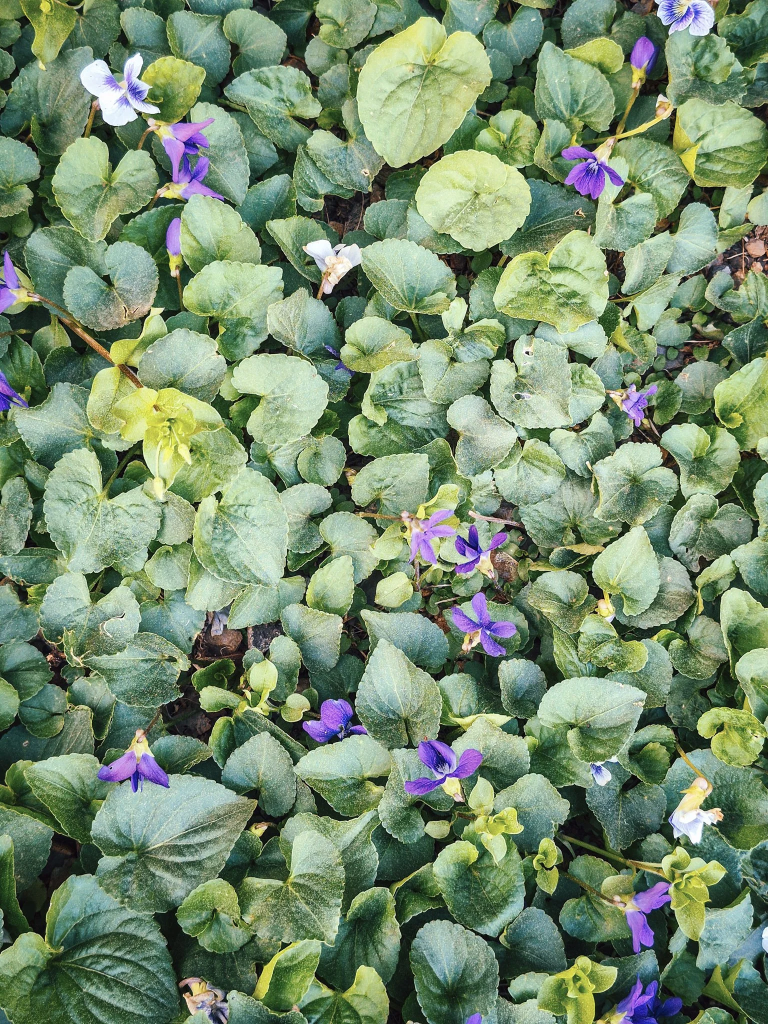 a close up image of the wild violets and their leaves