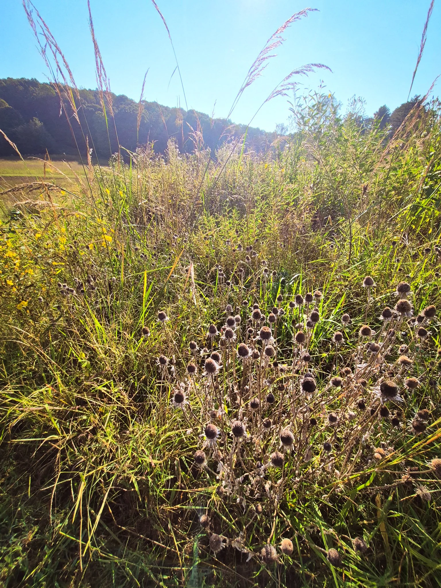 Tall grasses and dried seed heads glowing in golden afternoon light in a Tennessee meadow.