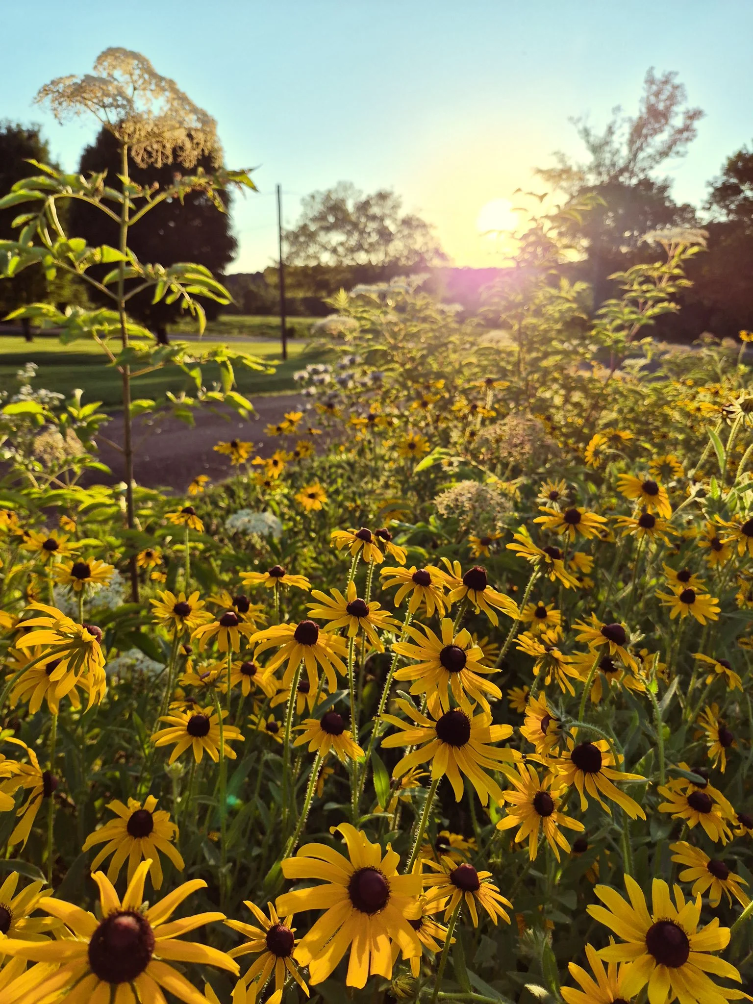 Morning sunlight shining over a summer garden filled with blooming black-eyed Susans and wildflowers.