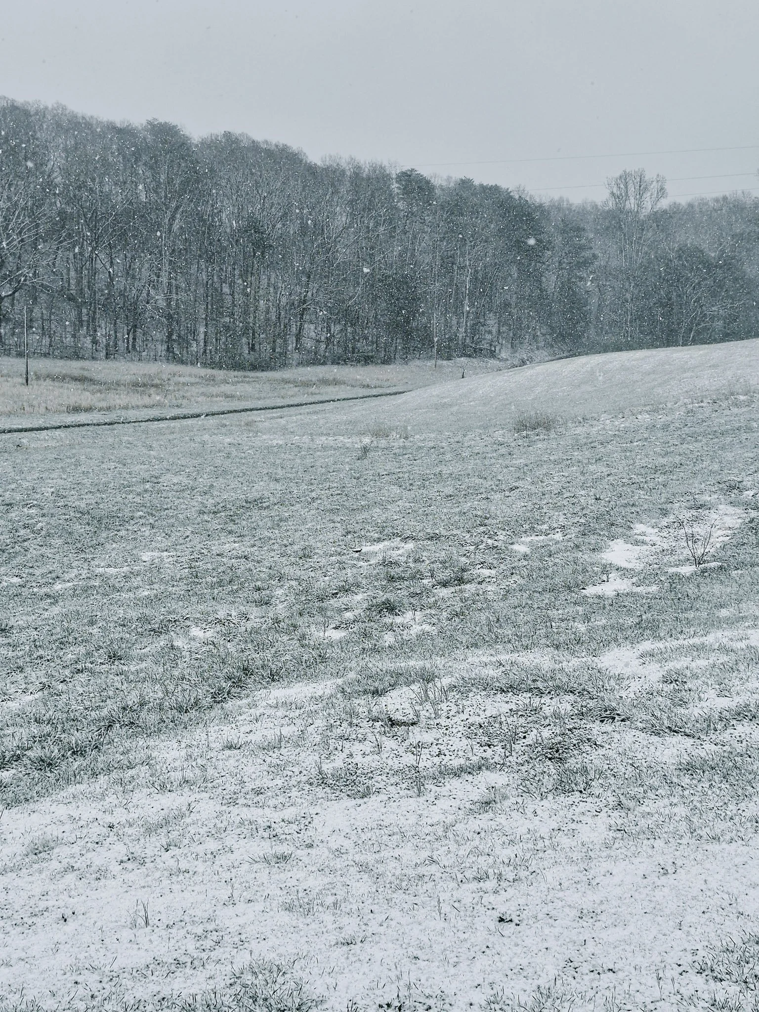 landscape shot of a forest getting a flash snow shower in march