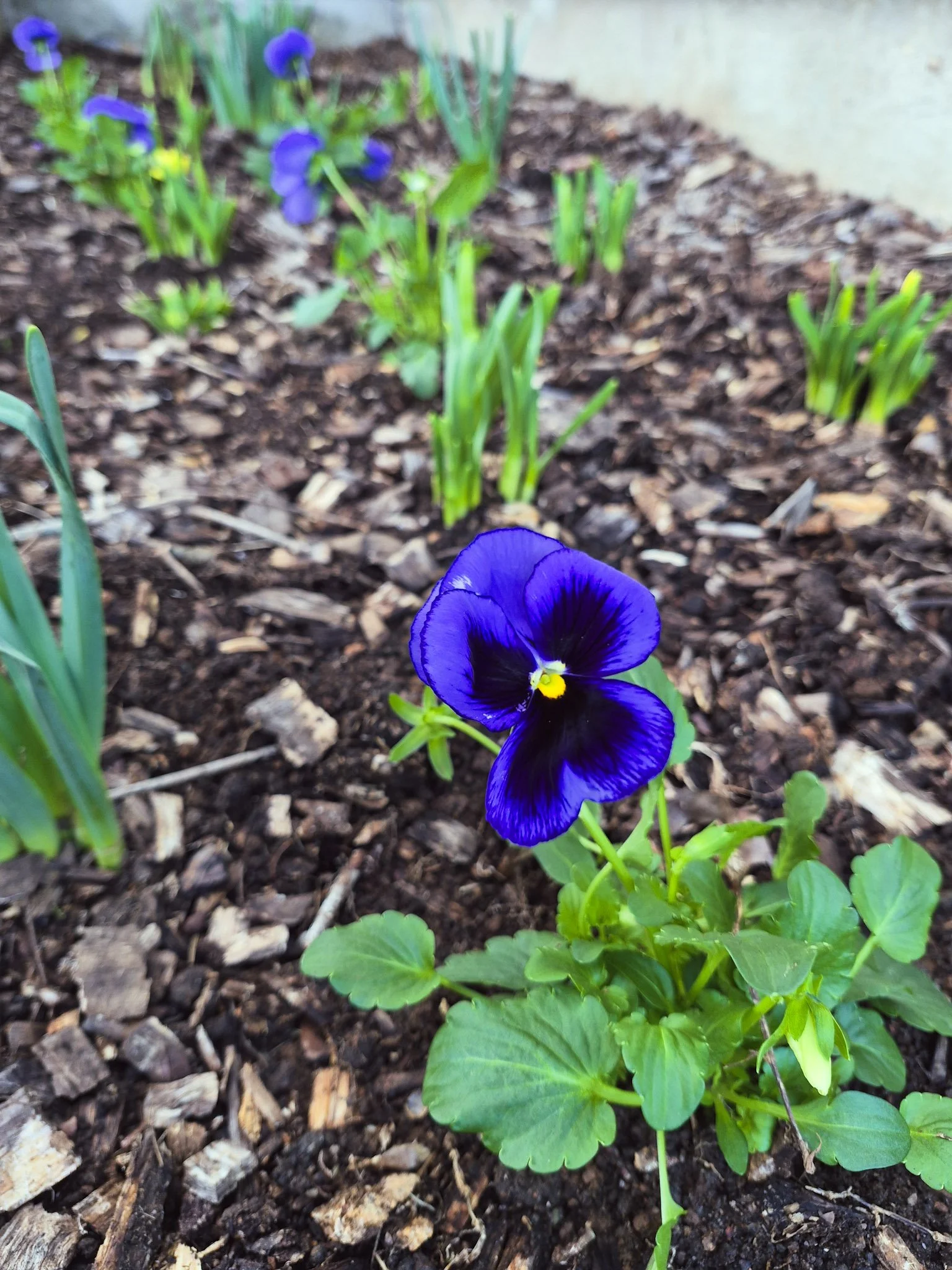 close up of deep purple pansy planted in flower bed