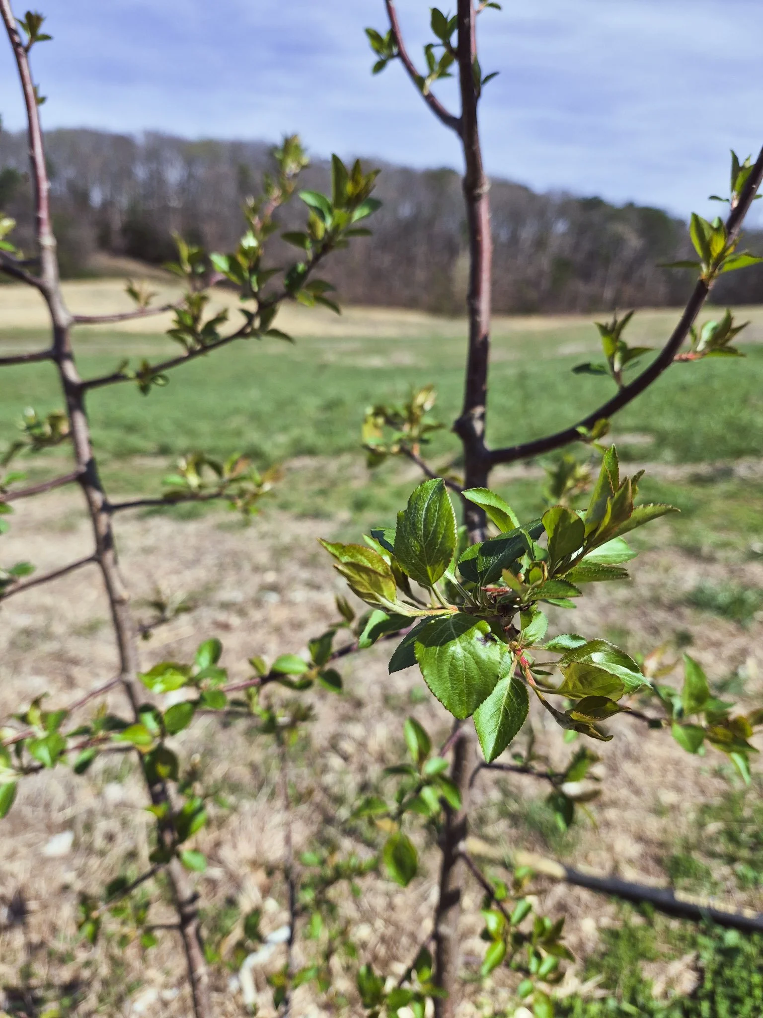 close up of a 4 year old crabapple tree just beginning to sprout new leaves