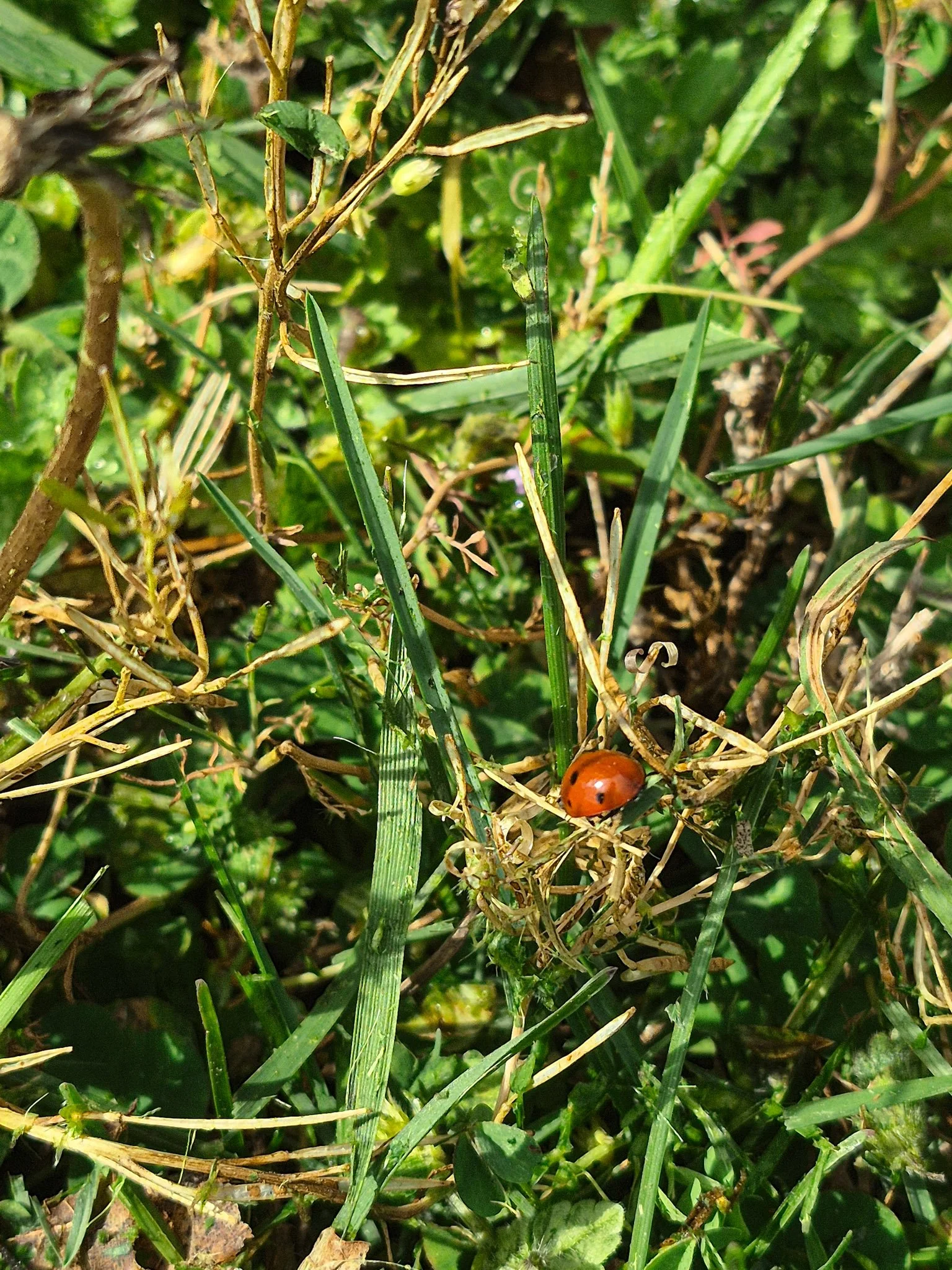 a closeup image of a wild lawn and a red ladybug clinging to a grass blade in the warm Spring sun.