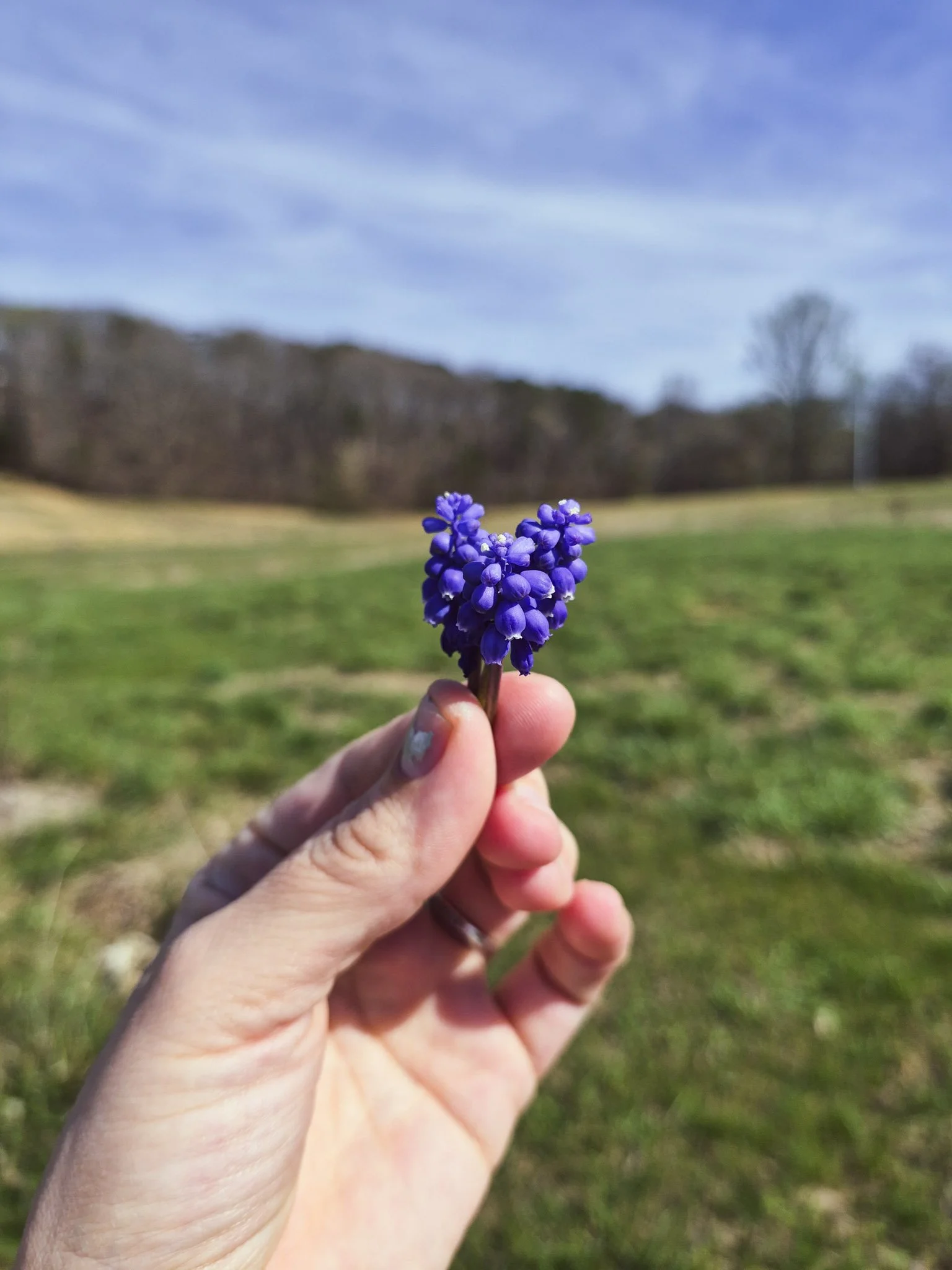 artist's hand holding a teeny bouquet of grape hyacinths up with a large open field and forest in the background
