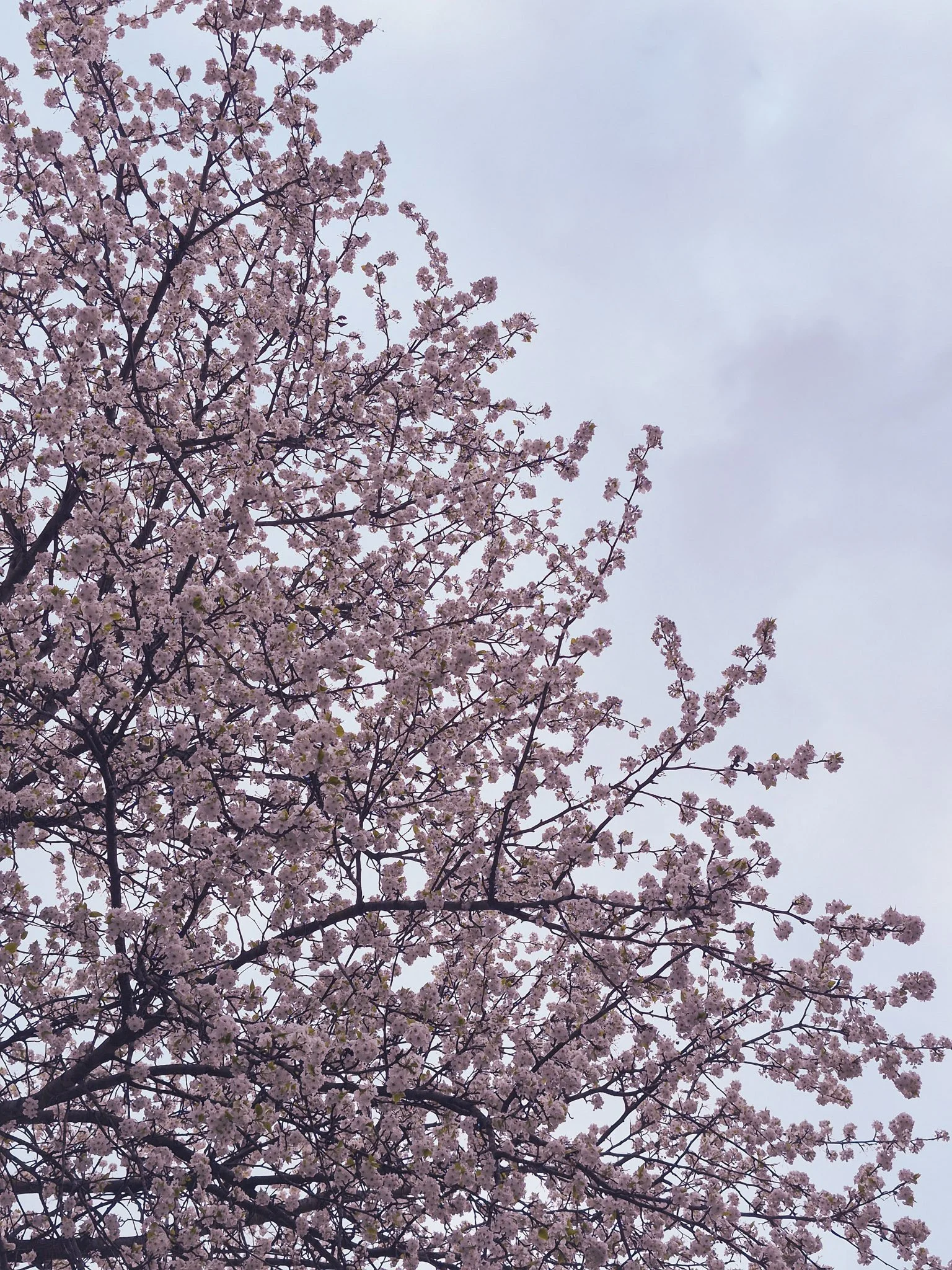 photo looking up through the trees that are blooming with white and pink blooms
