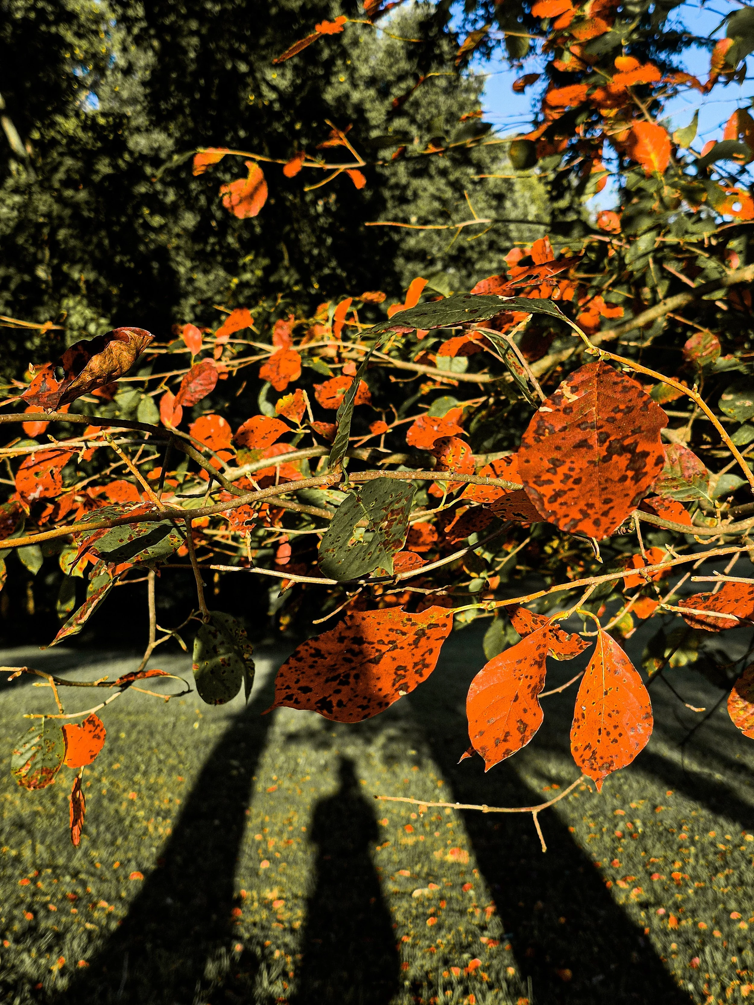 Close-up of orange and green leaves on thin branches, illuminated by bright sunlight against a dark wooded background.