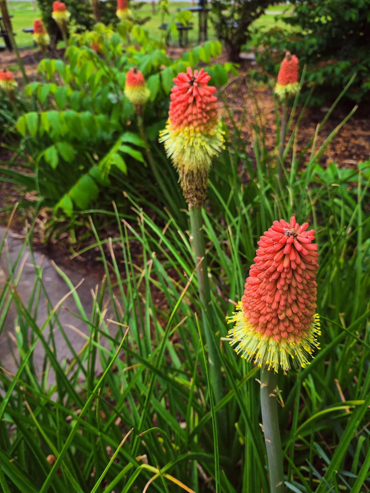 Close-up of red and yellow torch lily flowers (kniphofia) blooming in a lush green garden bed.