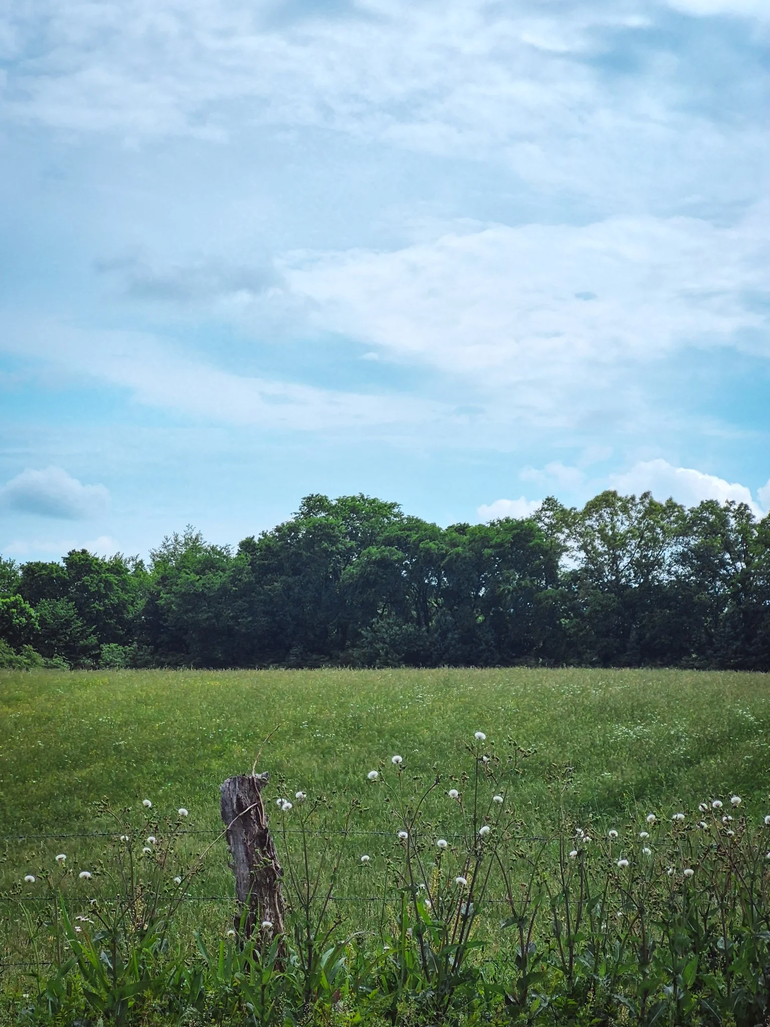 Wide grassy field with wildflowers and a fence line in the foreground, backed by a row of trees under a soft cloudy sky.