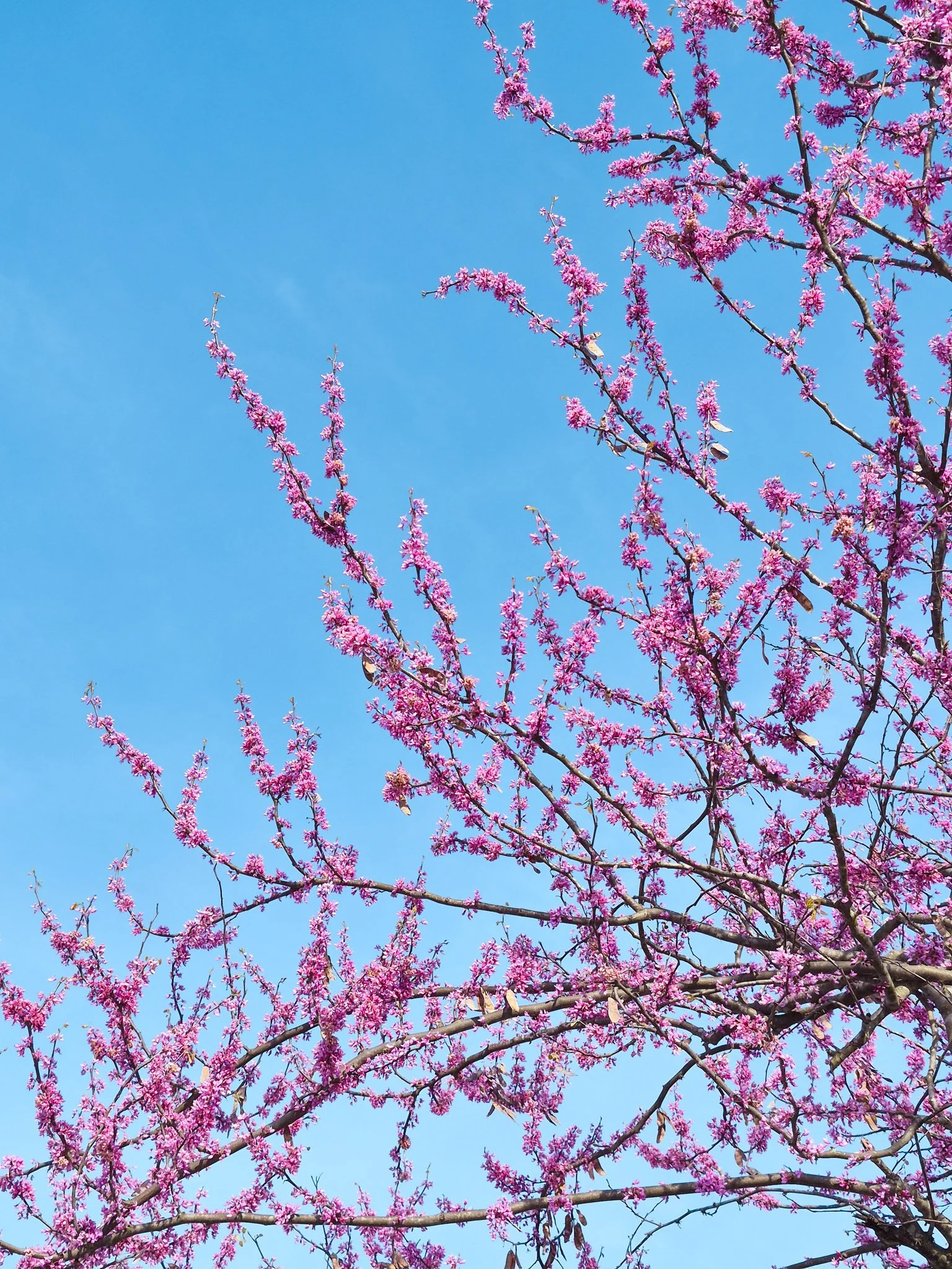 image of an eastern red bud tree in full PINK bloom taken from underneath the branches so the entire frame is FILLED with tiny, bright pink blooms