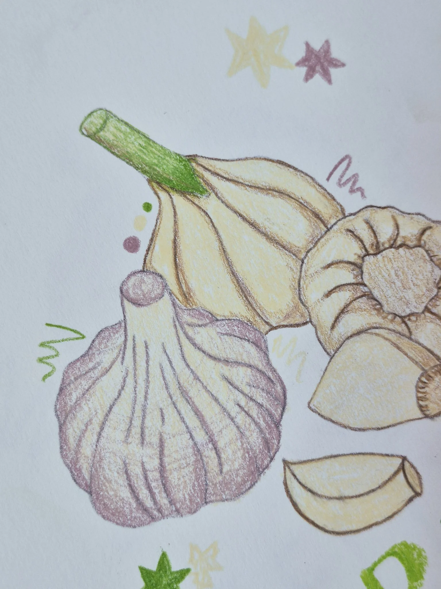 close detail of 75 art challenge garlic illustration using colored pencils and water pastels