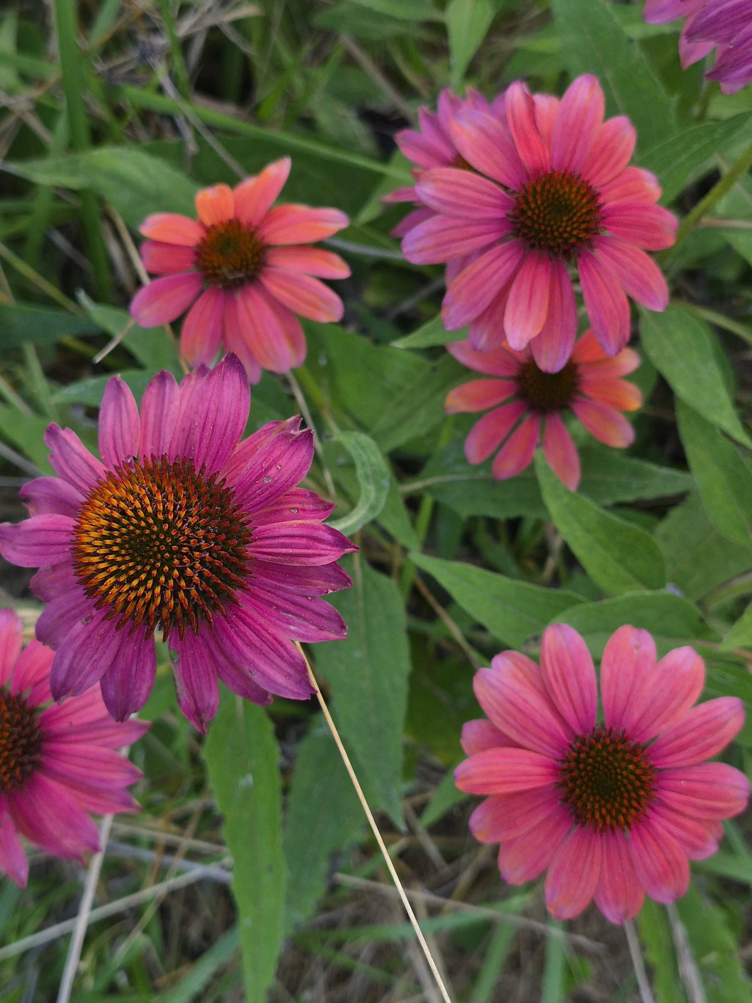 Cluster of pink coneflowers blooming among green leaves and grasses in the late-summer garden.