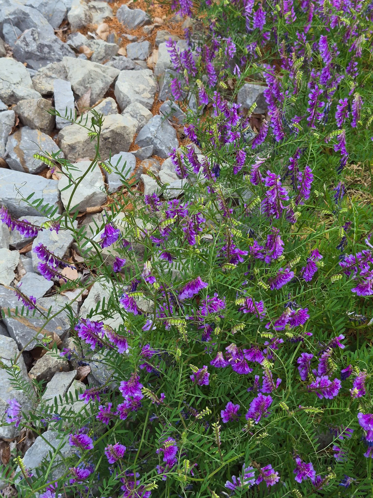 Hairy vetch wildflower with small purple blooms growing among rocks and greenery