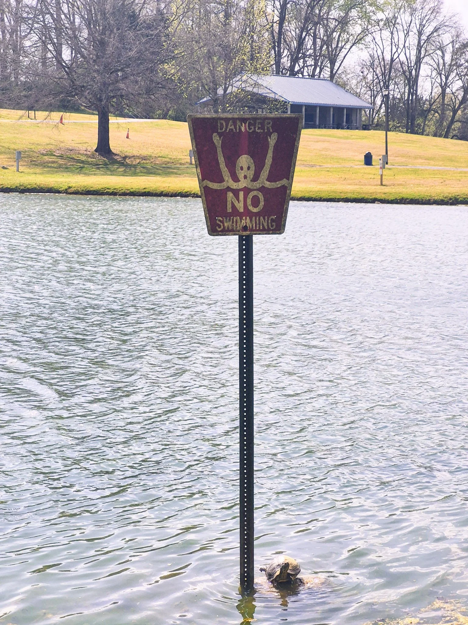 A quiet Tennessee pond scene with a ‘no swimming’ sign and a little turtle resting at its base on a warm, sunny afternoon