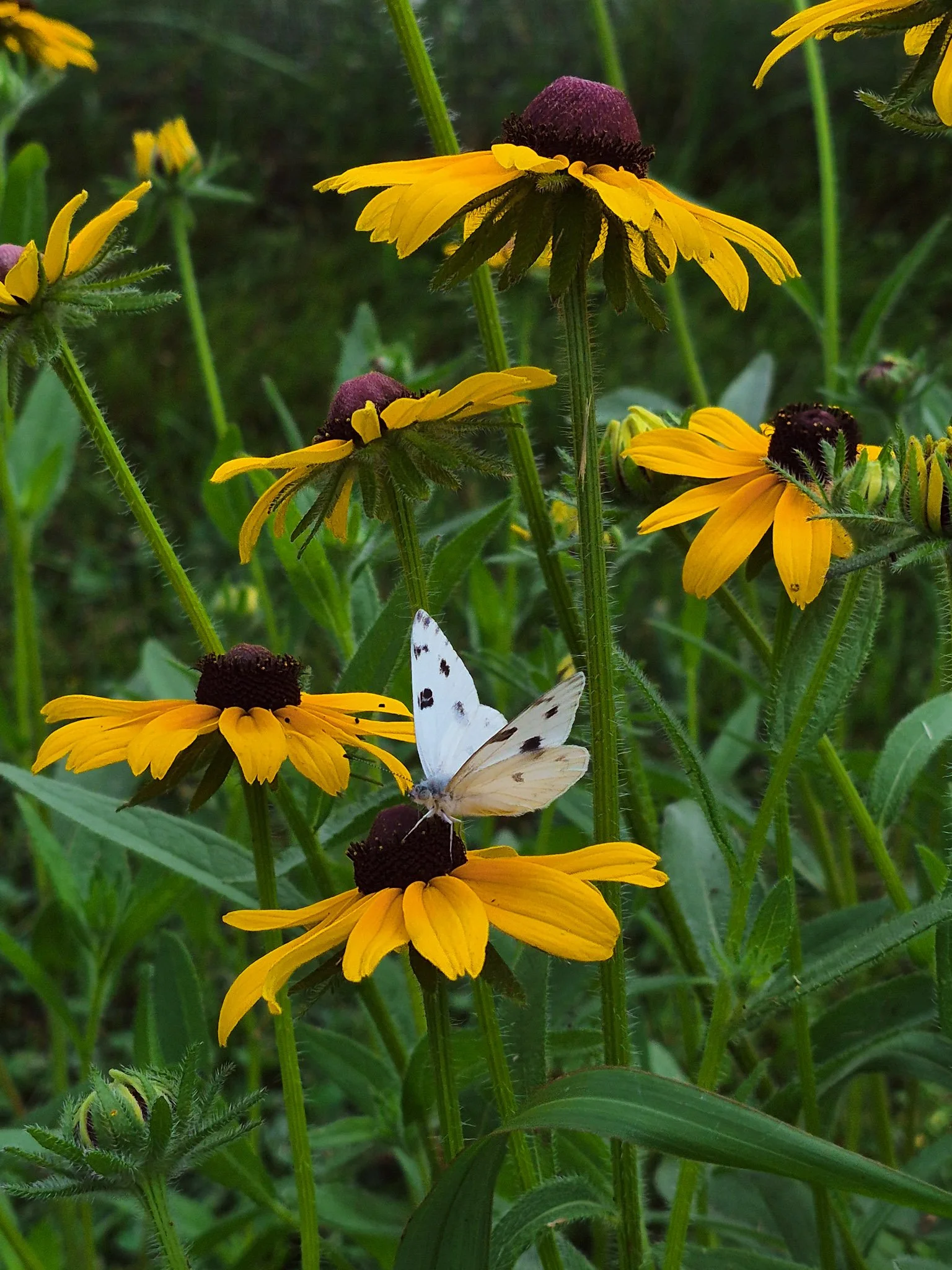 A white butterfly resting on blooming black-eyed Susan flowers in a summer garden.