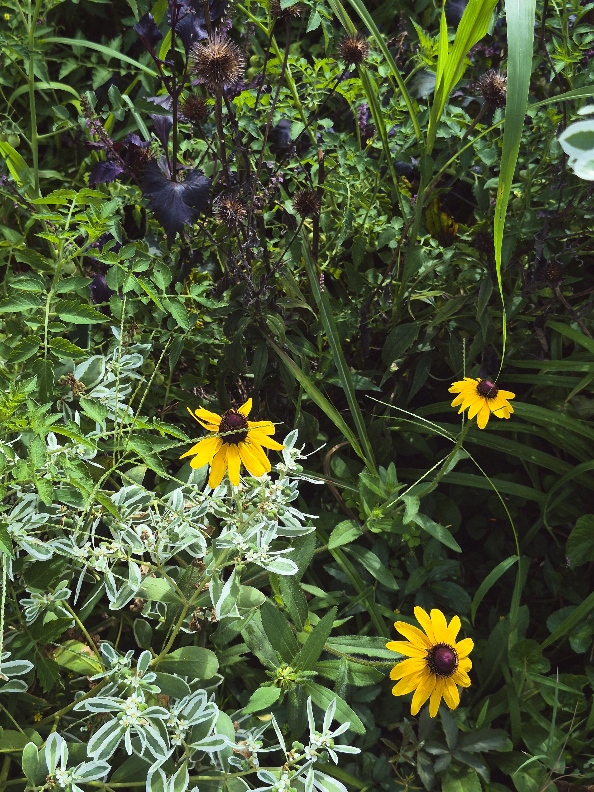 Yellow black-eyed Susans blooming among grasses and silvery-green foliage in the garden.