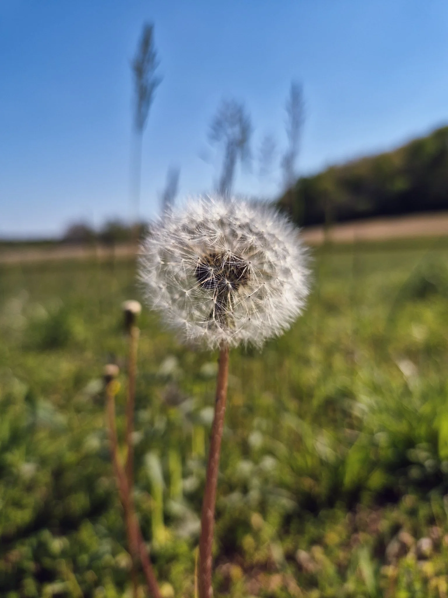 close up image of a perfectly round dandelion flower in full fluff mode