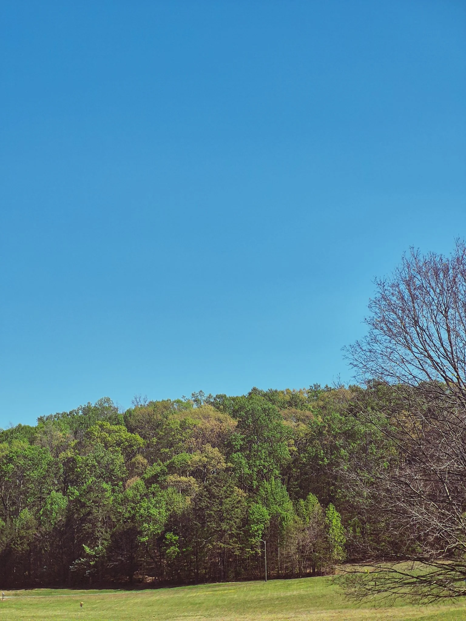 an expansive view of a tn tree line greening up with spring underneath a crystal clear blue, cloudless sky