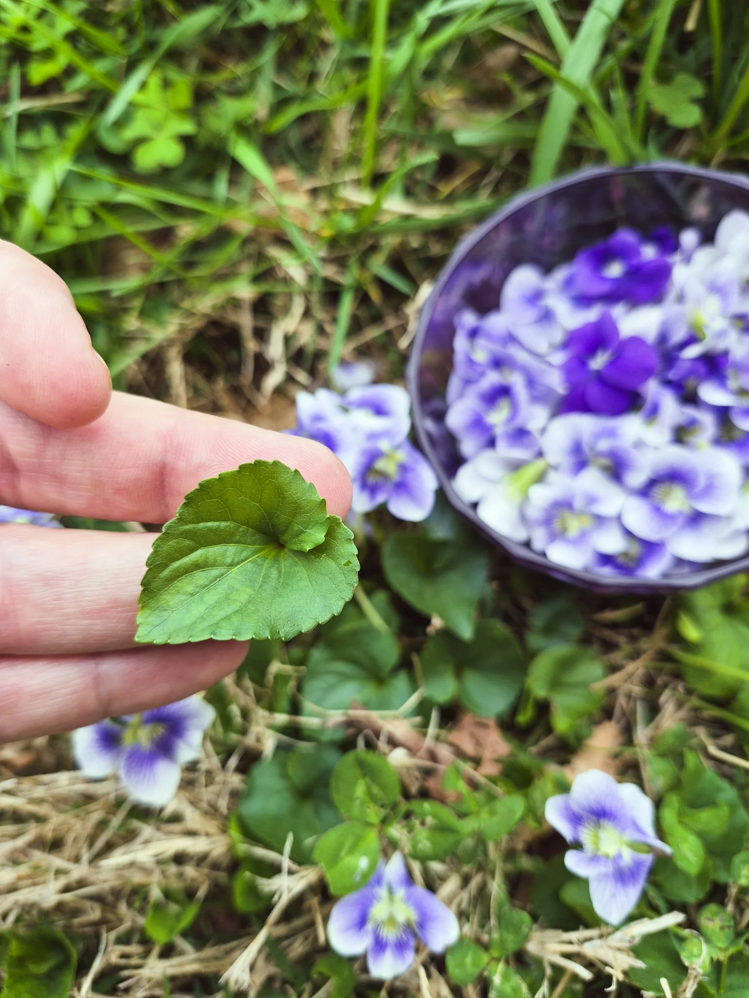 close up shot of a shallow dish of violet flowers and the artist holding a bloom between her fingers