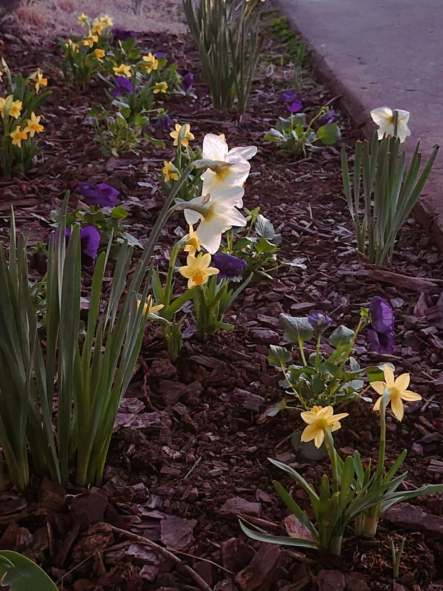 a spring flowerbed at dusk with blooming daffodils of yellow and white with deep purple pansies