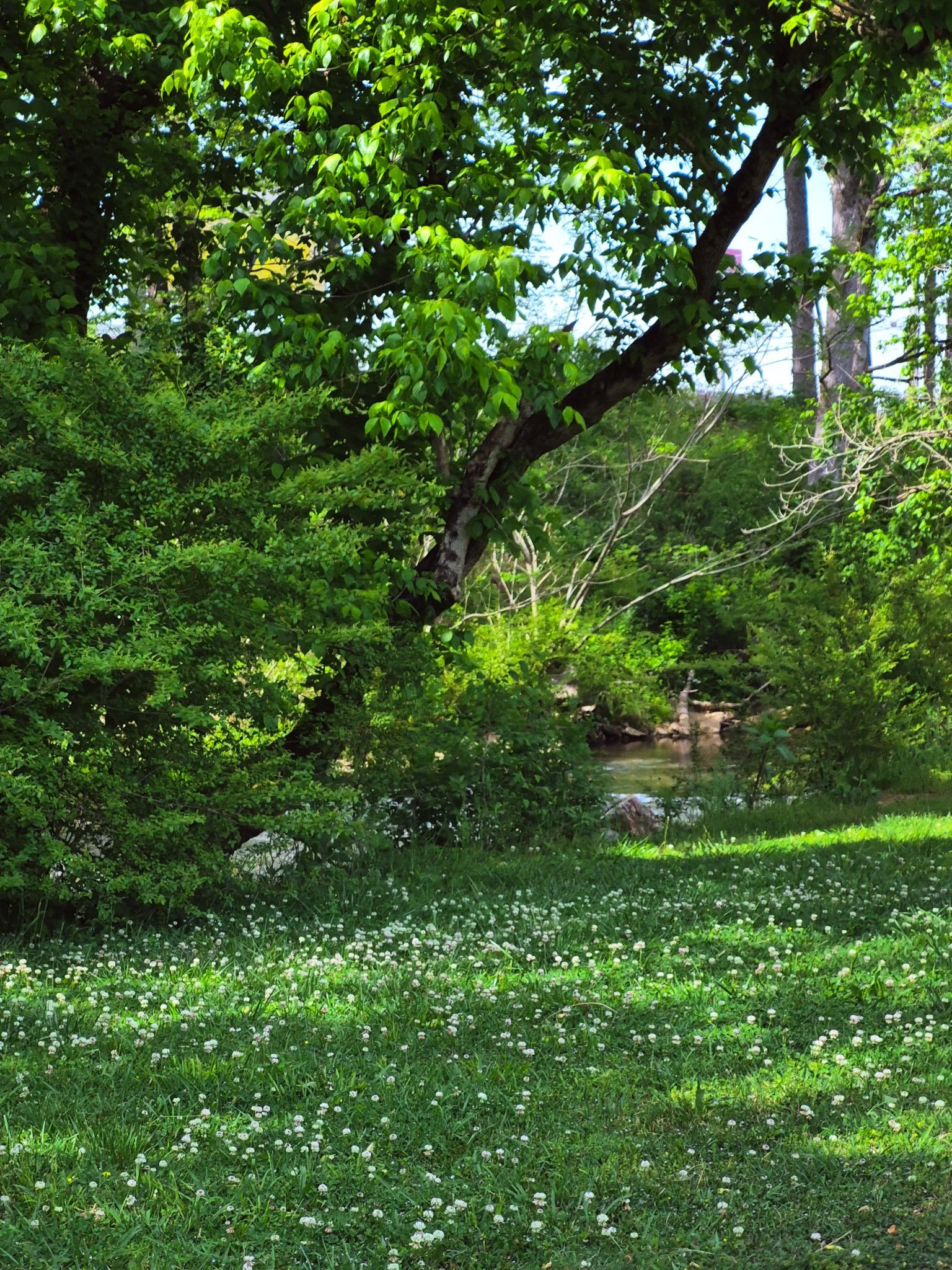 Sunlit forest scene with bright green trees and grass surrounding a small creek in the background.