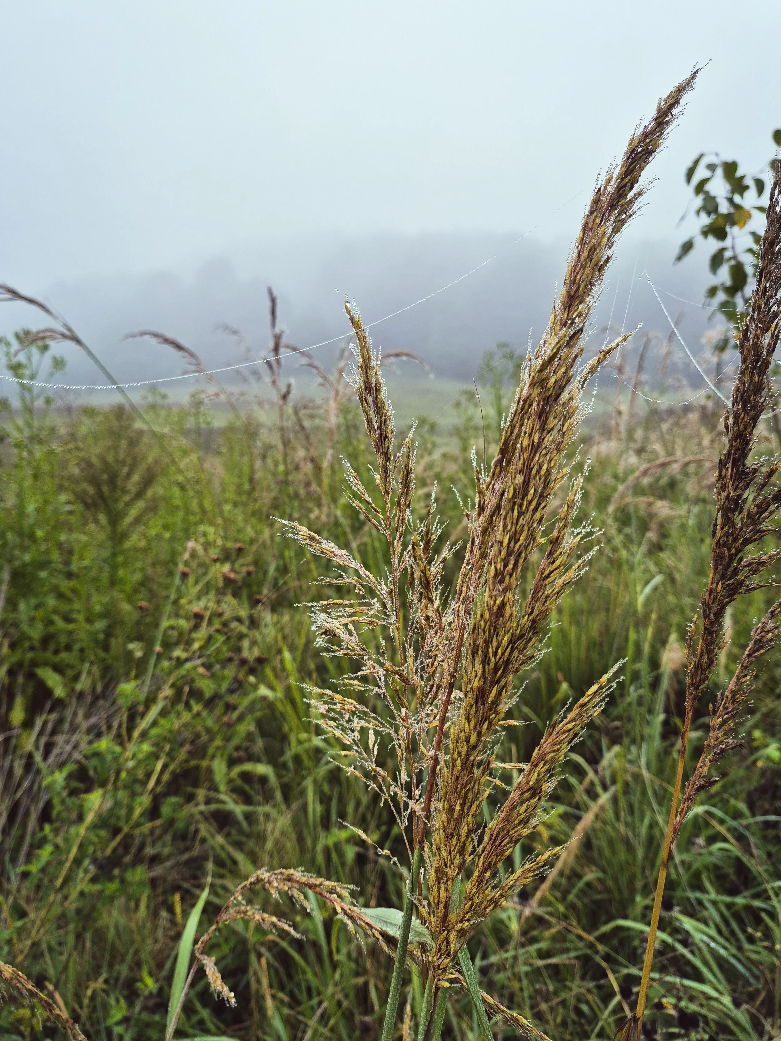 Tall grasses covered in morning dew with delicate spiderwebs stretching across a misty field.