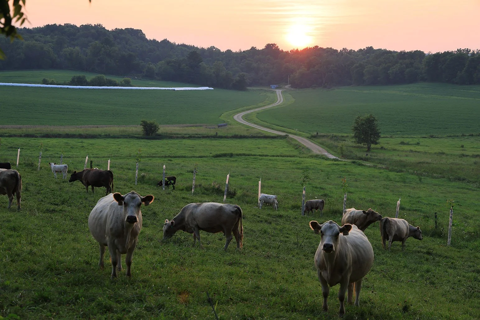 cows grazing in a field with some looking at the camera
