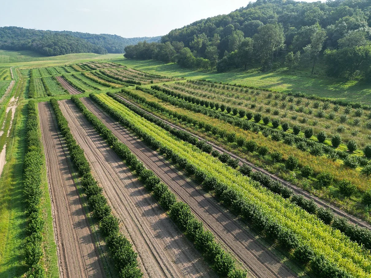 Aerial view of neat rows of lush green crops in a farm field, bordered by trees and rolling hills.