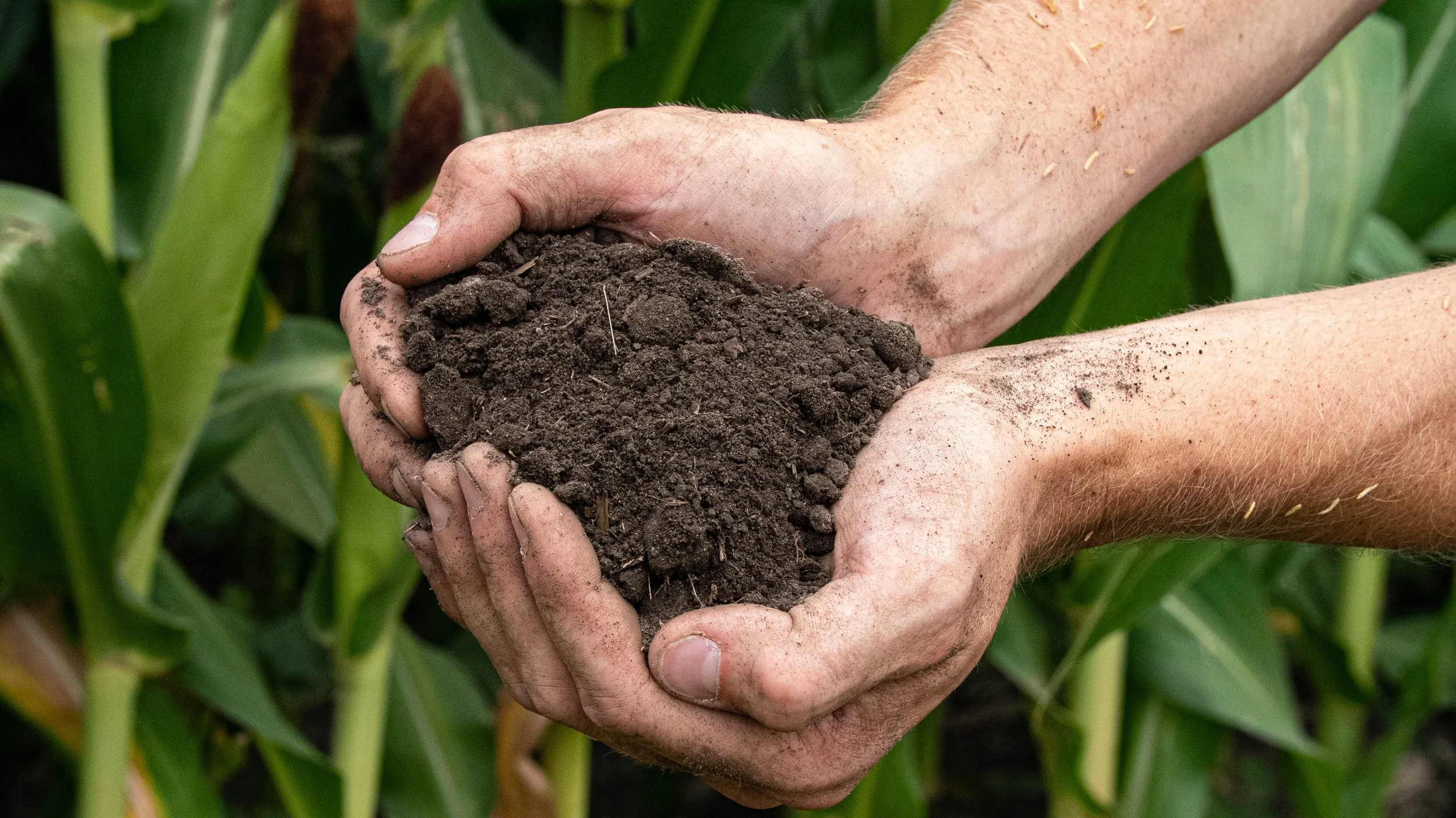 hands cupping dark soil