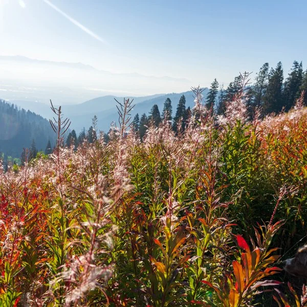 span of wildflowers amongst mountains and pines