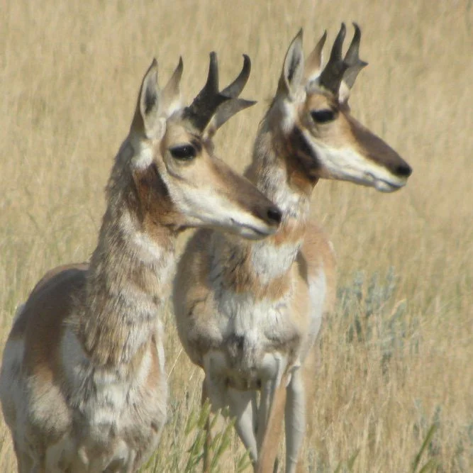 two pronghorns in a grassy field looking in the same direction