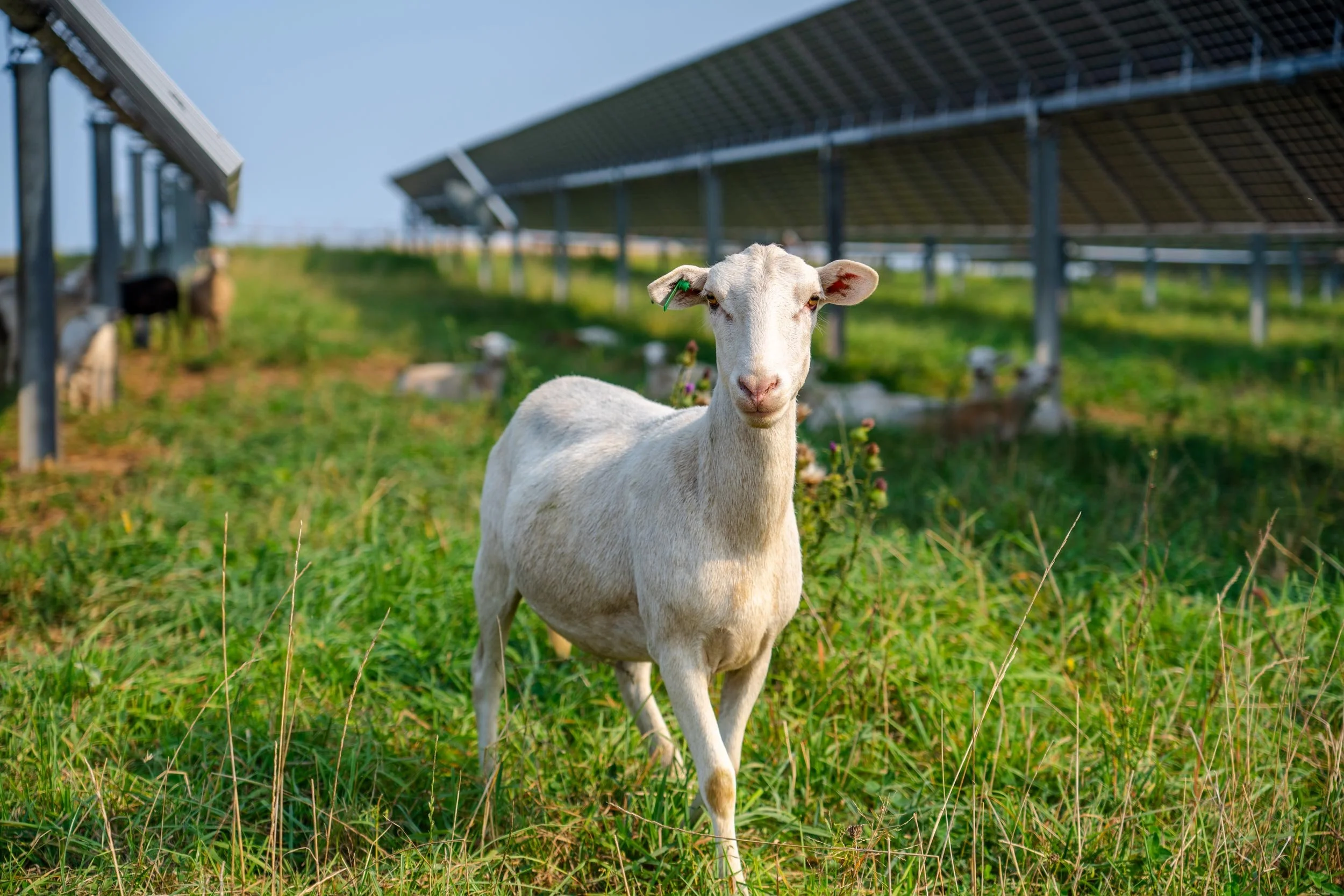 goat browsing amongst ground based solar panels