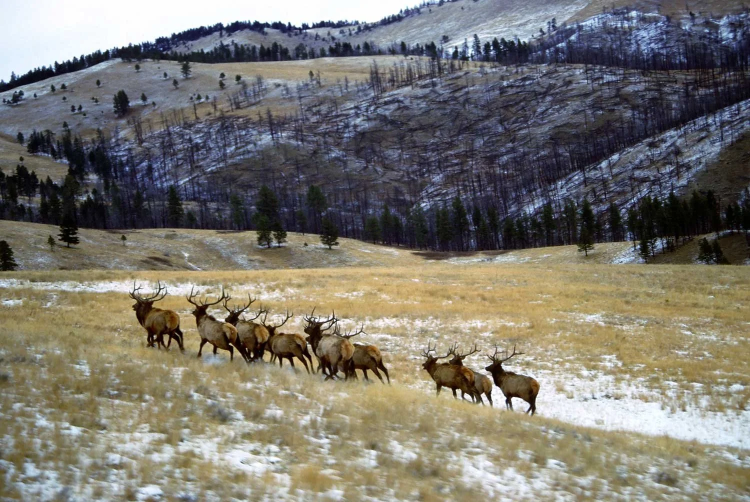 pack of bull elk in a field with some snow