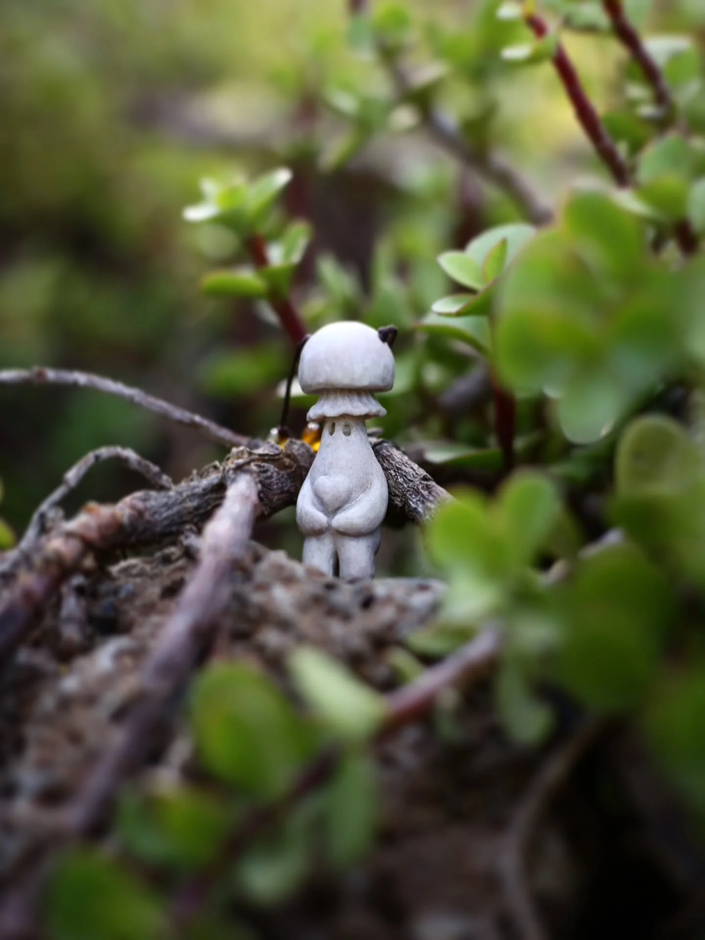 Roses are Red, Violets are Blue, I am forgetful, so here's Valentines Day take Two!✨️❤️✨️ This sweet little guy has been exploring some new gardens in Arizona, getting all cozy with the succulents. I think it's safe to say he's going to love the plan