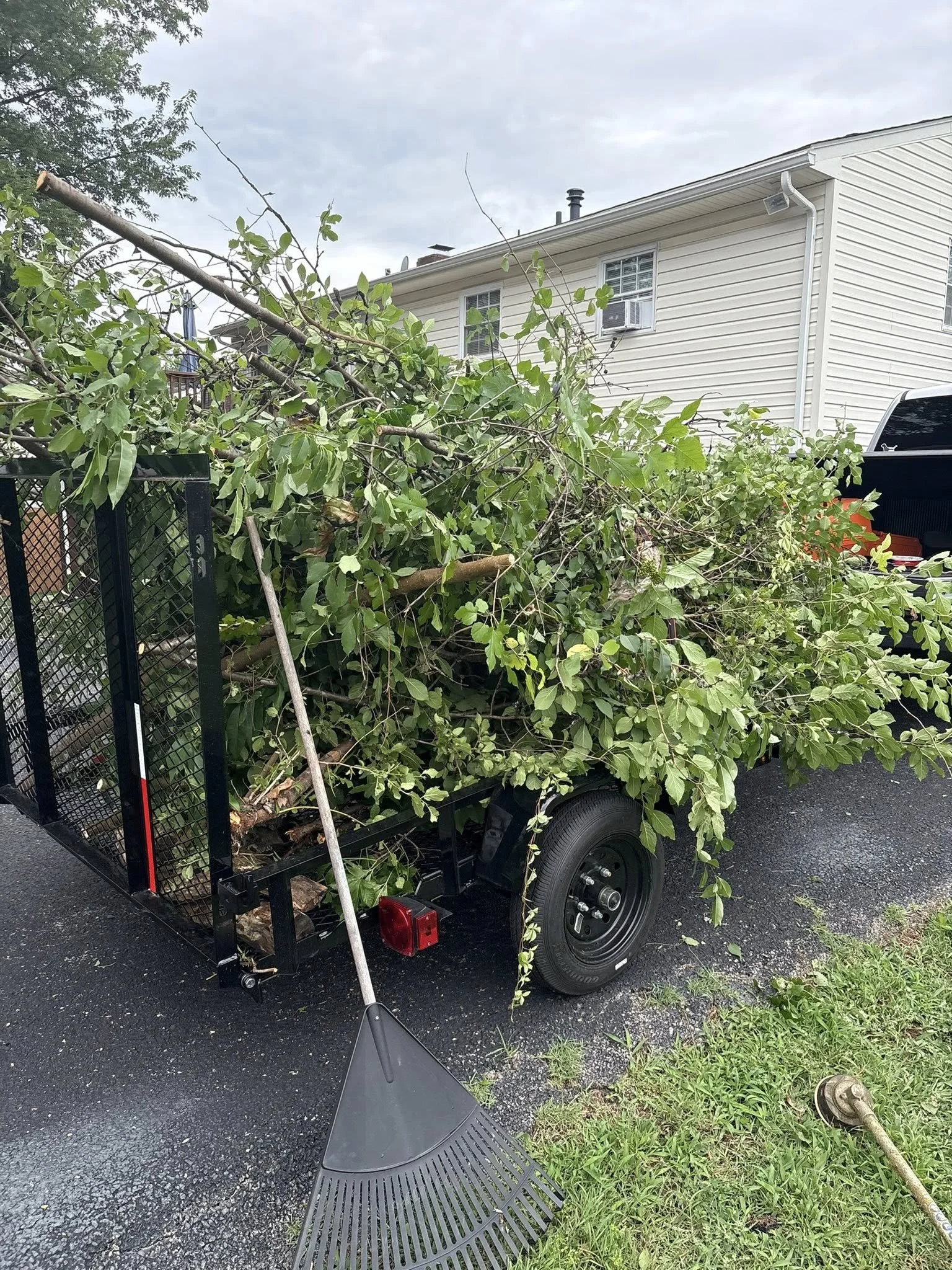 Removal of Unwanted Shrubs, Trees, and More