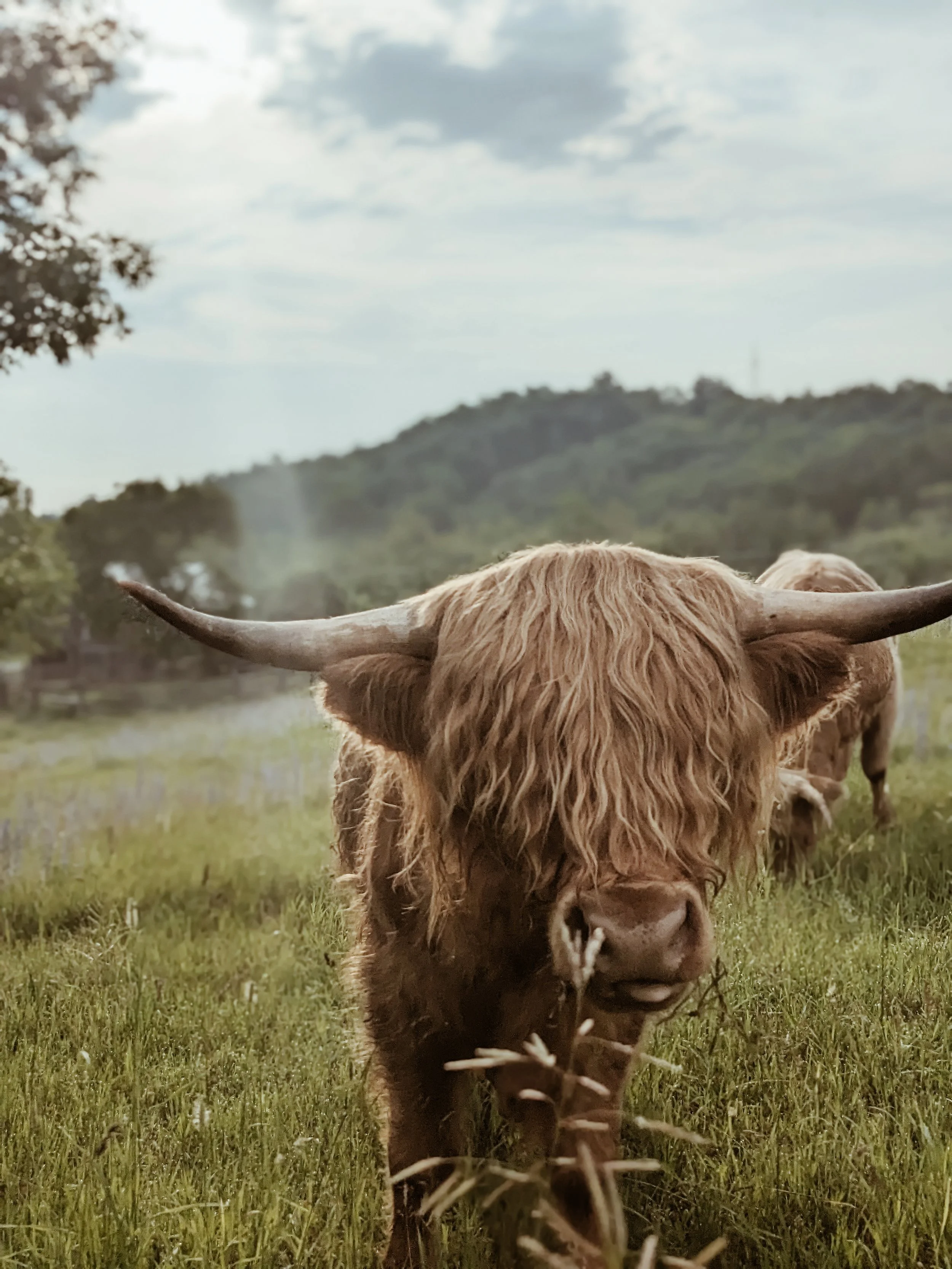 A Highland cow with long, shaggy hair and large curved horns grazing on green grass in a rural field with hills in the background under a partly cloudy sky.