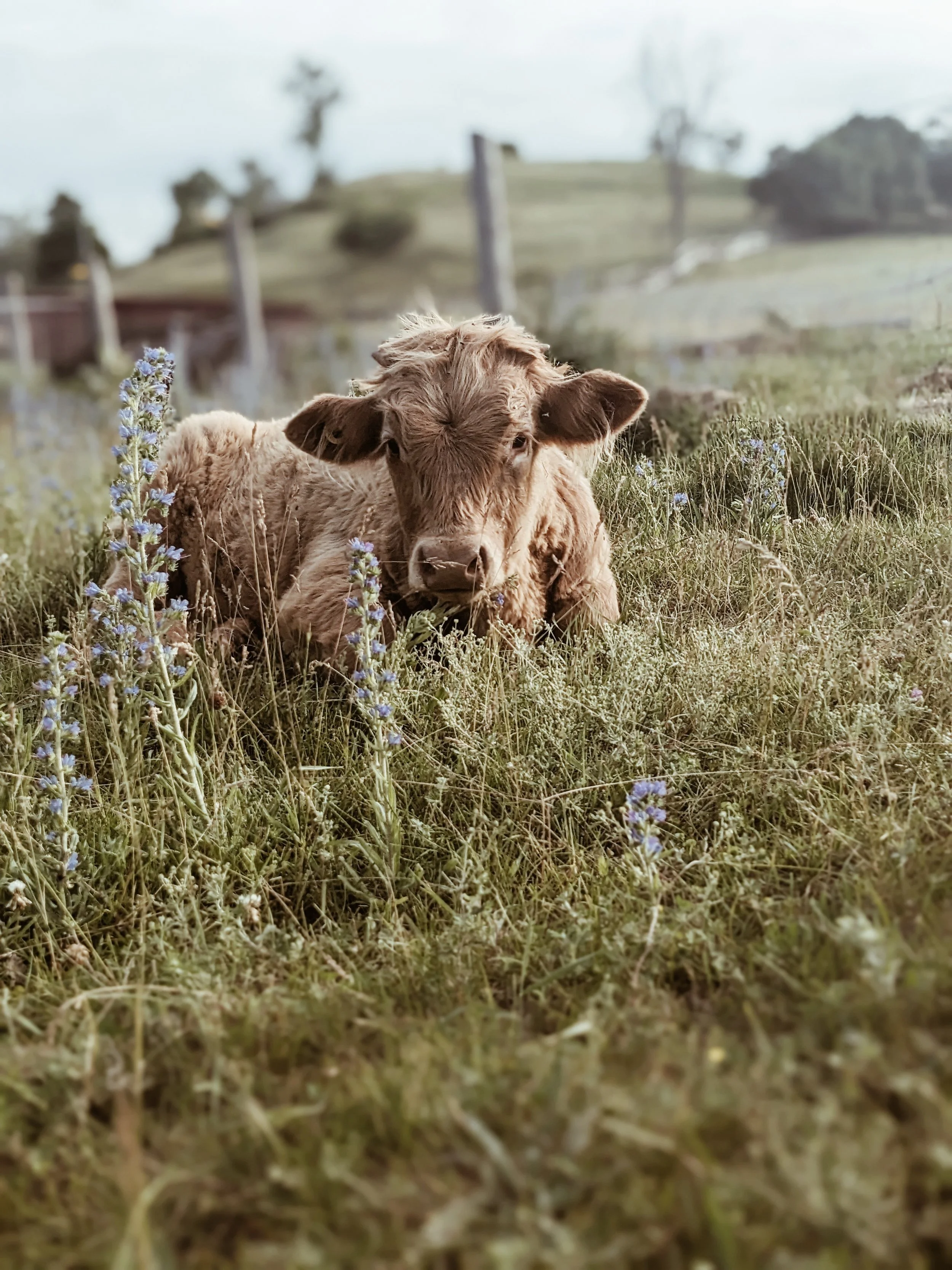 A young calf lying in grass with purple wildflowers, in a rural field on a cloudy day.